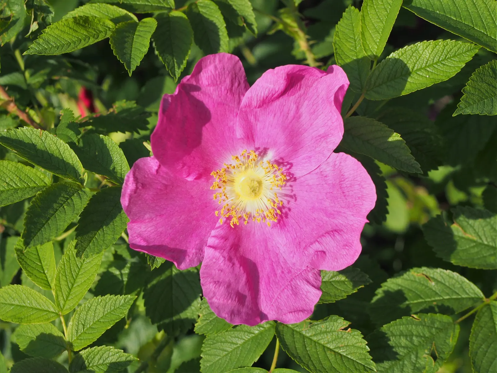 Rugosa Rose (Rosa Rugosa) — contrasting sharply with the vibrant blooms; or a traditional rose garden, image 113