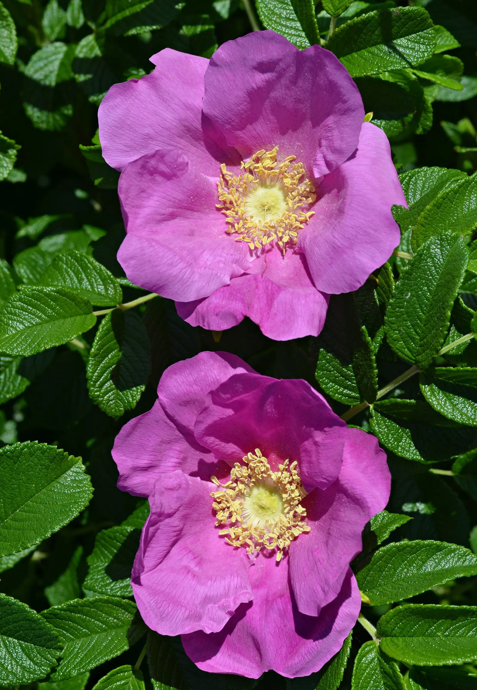 Rugosa Rose (Rosa Rugosa) — the Rugosa Rose thrives in full sun but tolerates light shade; the flowers persist through the growing season, image 88