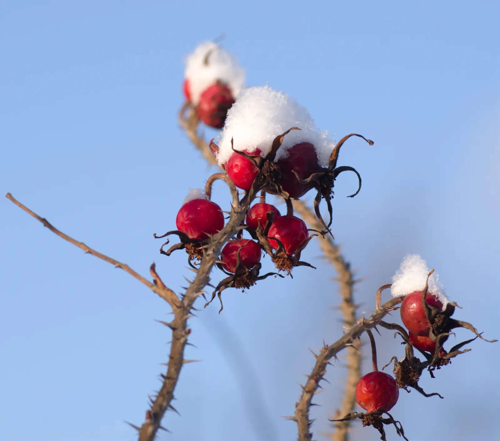Rugosa Rose (Rosa Rugosa) — shrub / vine with red blooms; it prefers well-drained soil, has good salt tolerance, making it ideal for coastal locales, image 98
