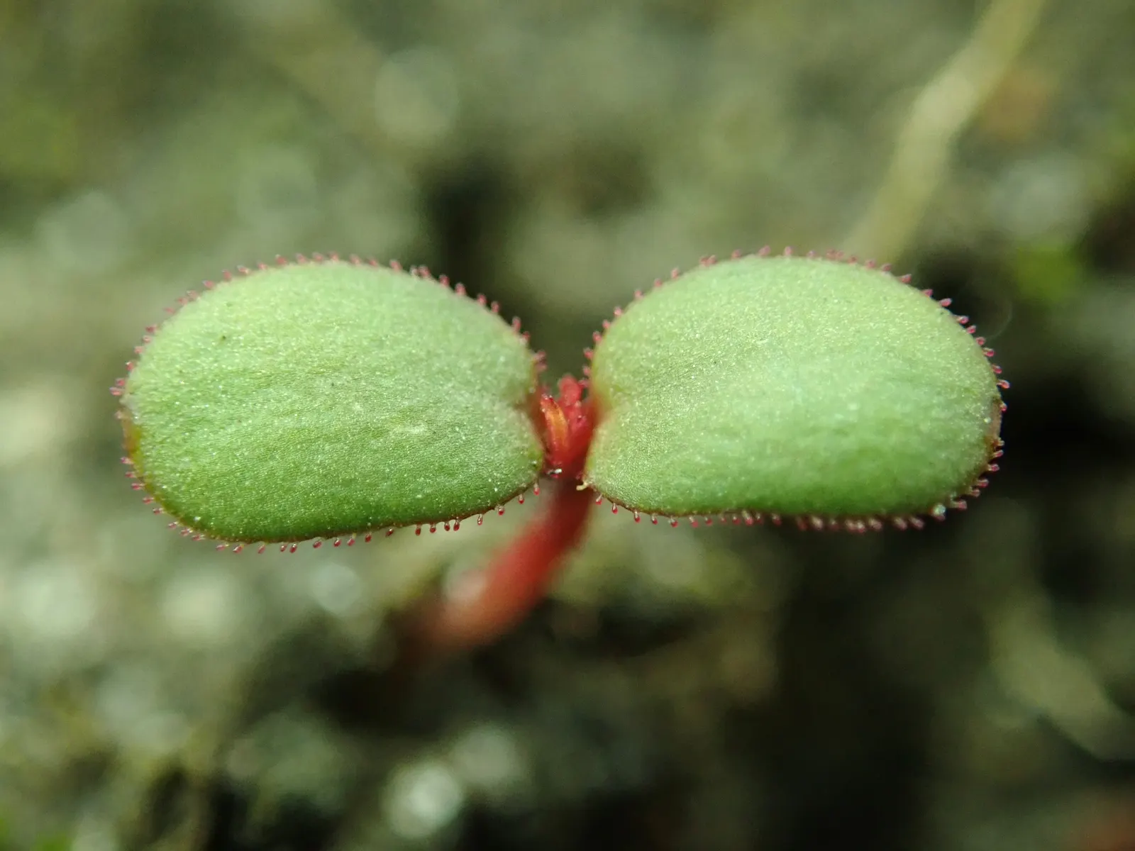 Rugosa Rose (Rosa Rugosa) — dark green leaves and fragrant; shrub / vine with red blooms, image 104
