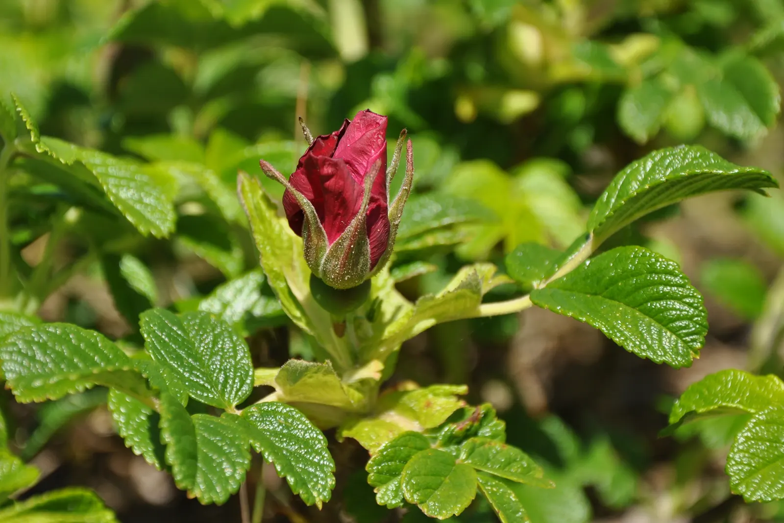 Rugosa Rose (Rosa Rugosa) — commonly known as Rugosa Rose