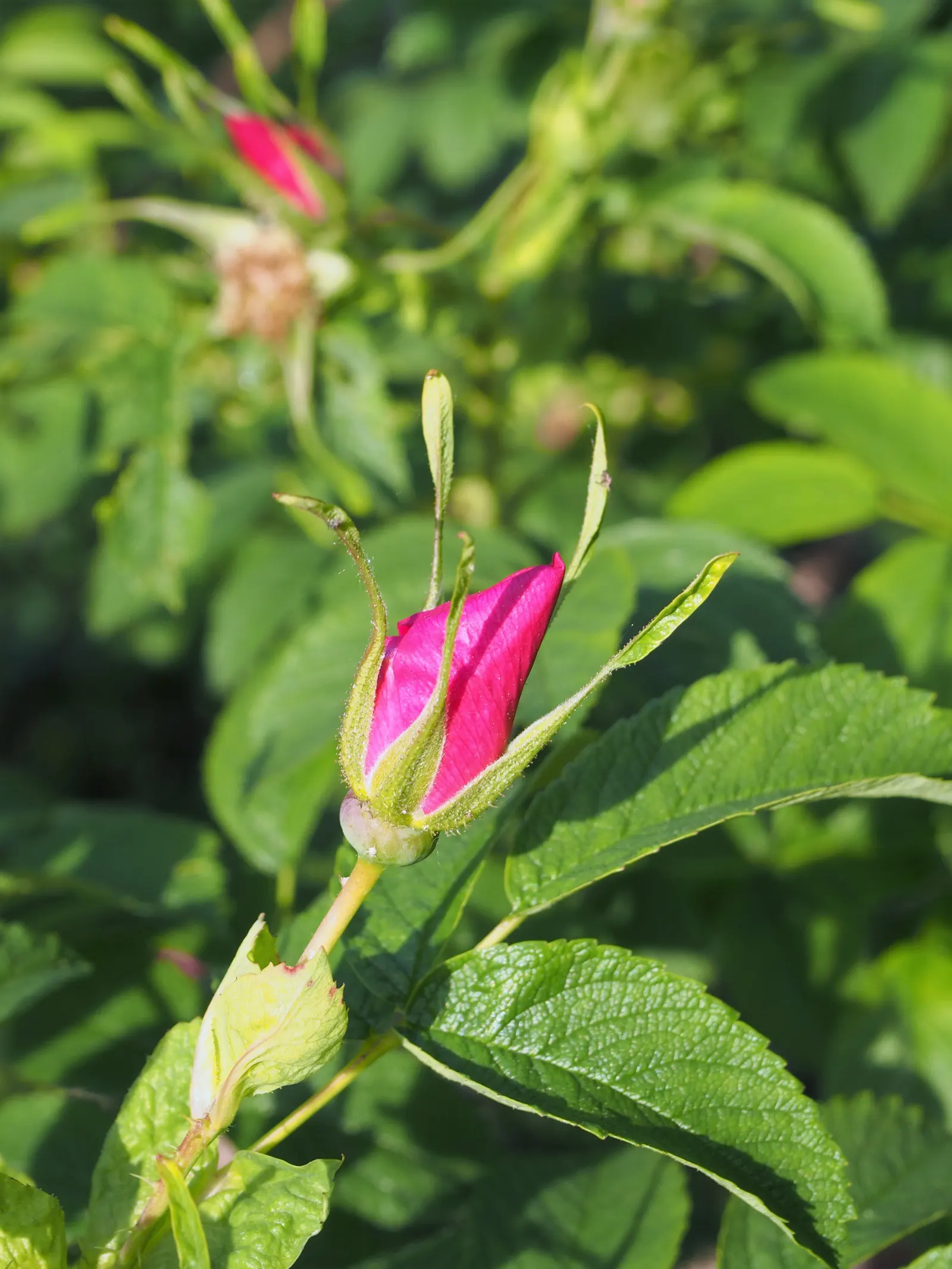 Rugosa Rose (Rosa Rugosa) — is a robust species with a dense; originating from Eastern Asia, image 101