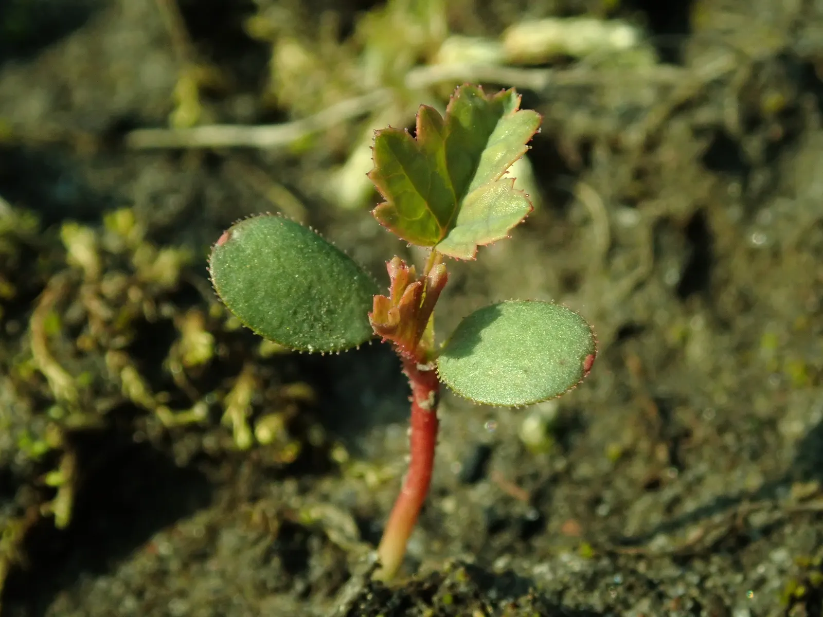 Rugosa Rose (Rosa Rugosa) — this species is notable for its textured; the foliage often extends 4 to 6 feet in height and spans a similar width, image 111