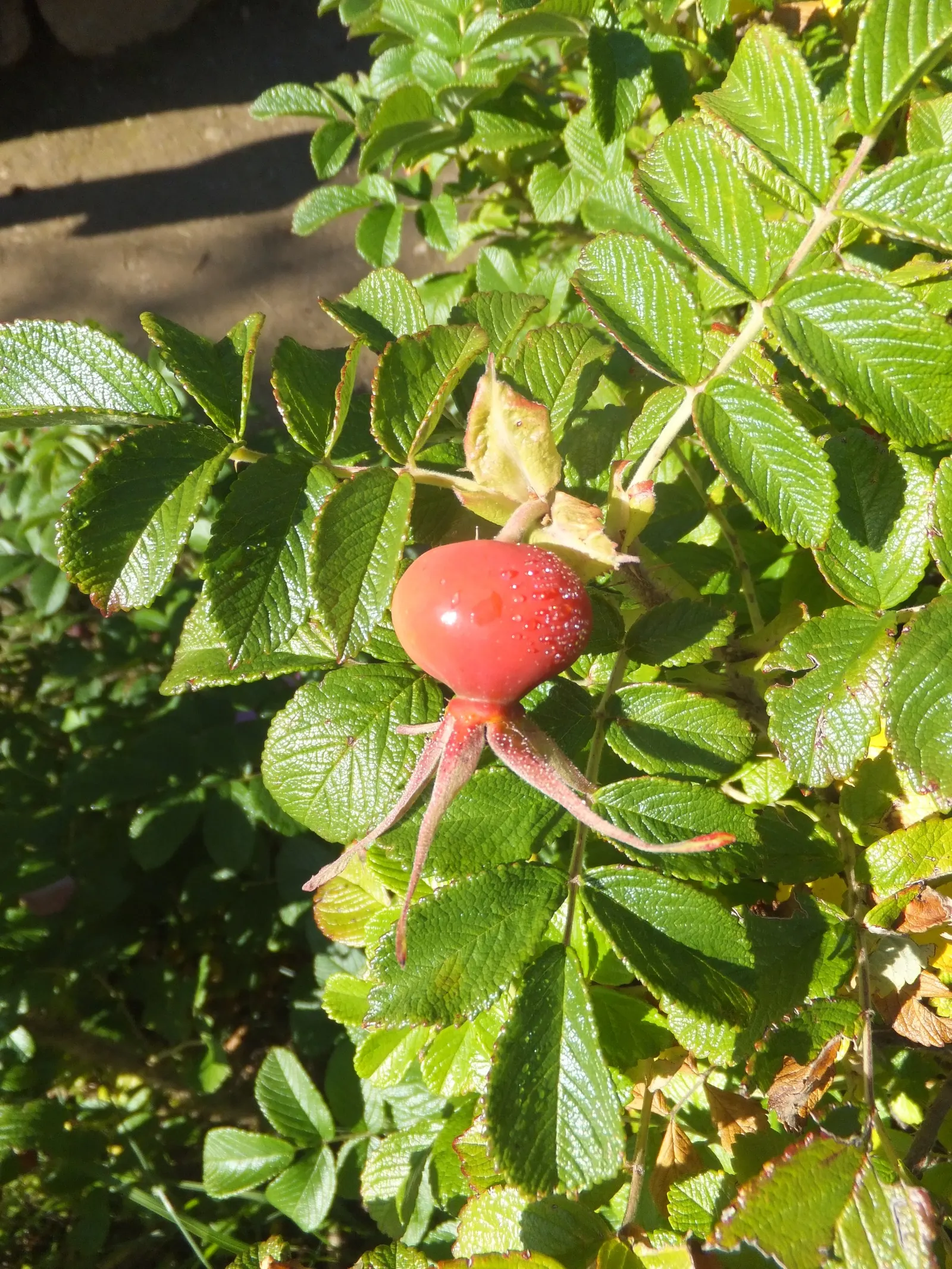 Rugosa Rose (Rosa Rugosa) — Rugosa Rose produces large, tomato-shaped red hips that attract wildlife; deeply veined leaves which convey a rich