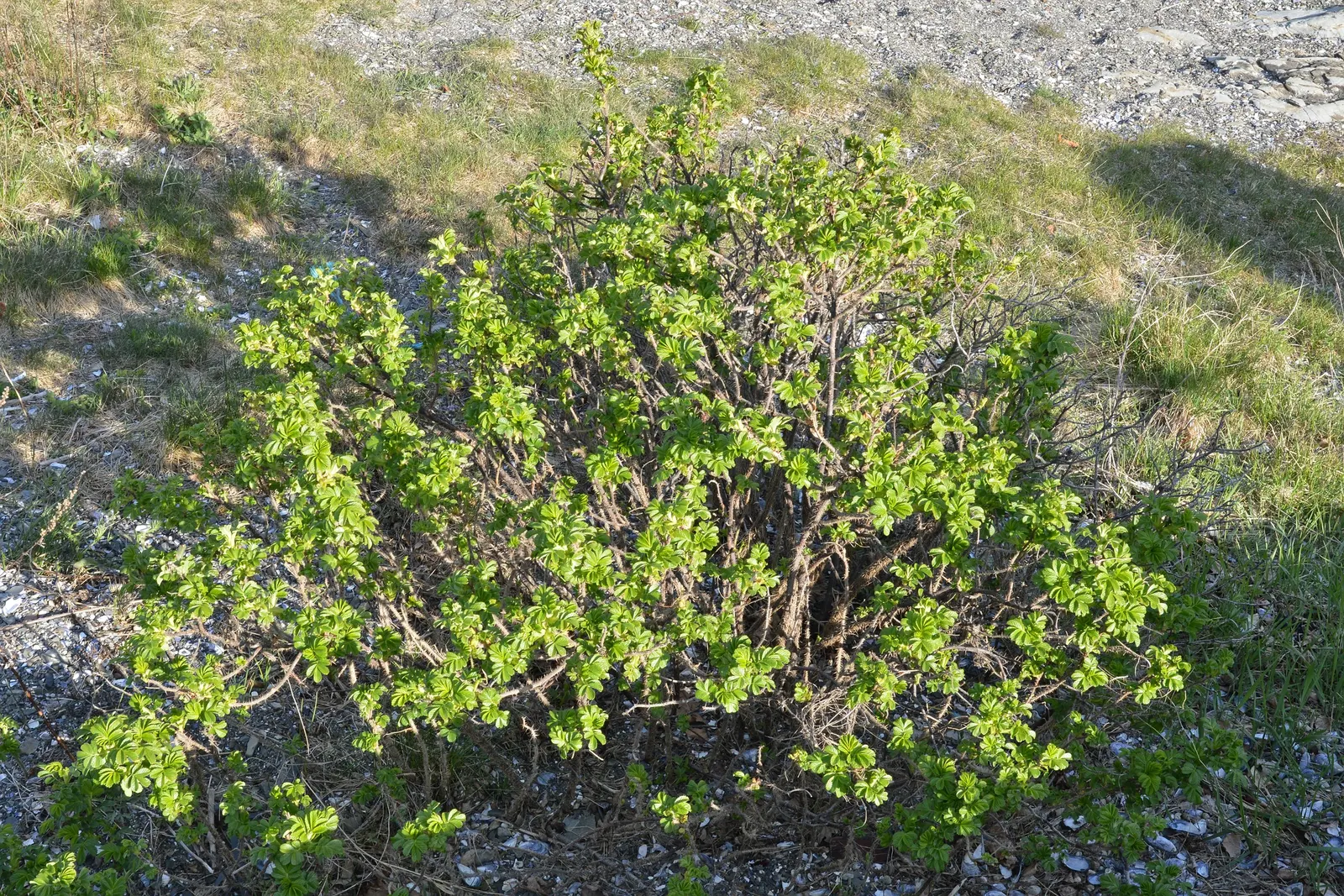 Rugosa Rose (Rosa Rugosa) — Originating from Eastern Asia