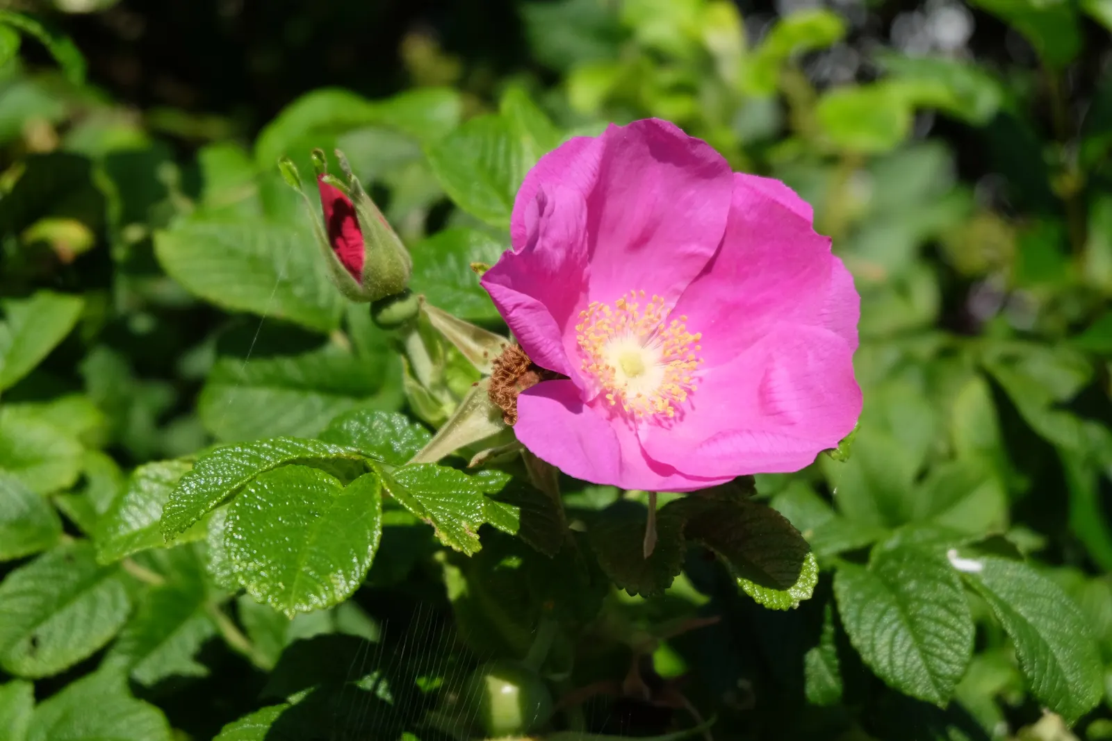 Rugosa Rose (Rosa Rugosa) — Drought-tolerant once established