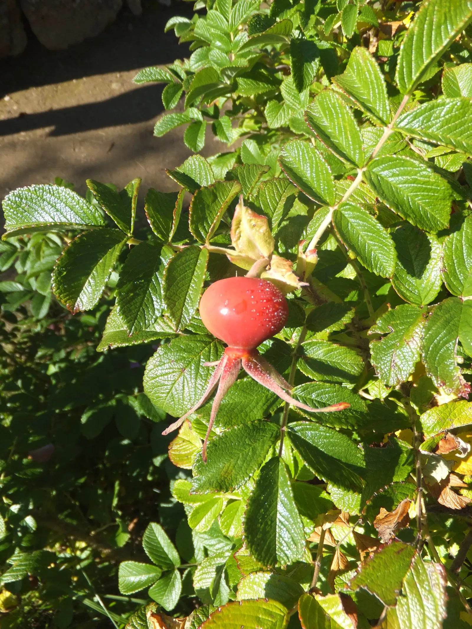 Rugosa Rose (Rosa Rugosa) — deeply veined leaves which convey a rich; the Rugosa Rose thrives in full sun but tolerates light shade, image 112