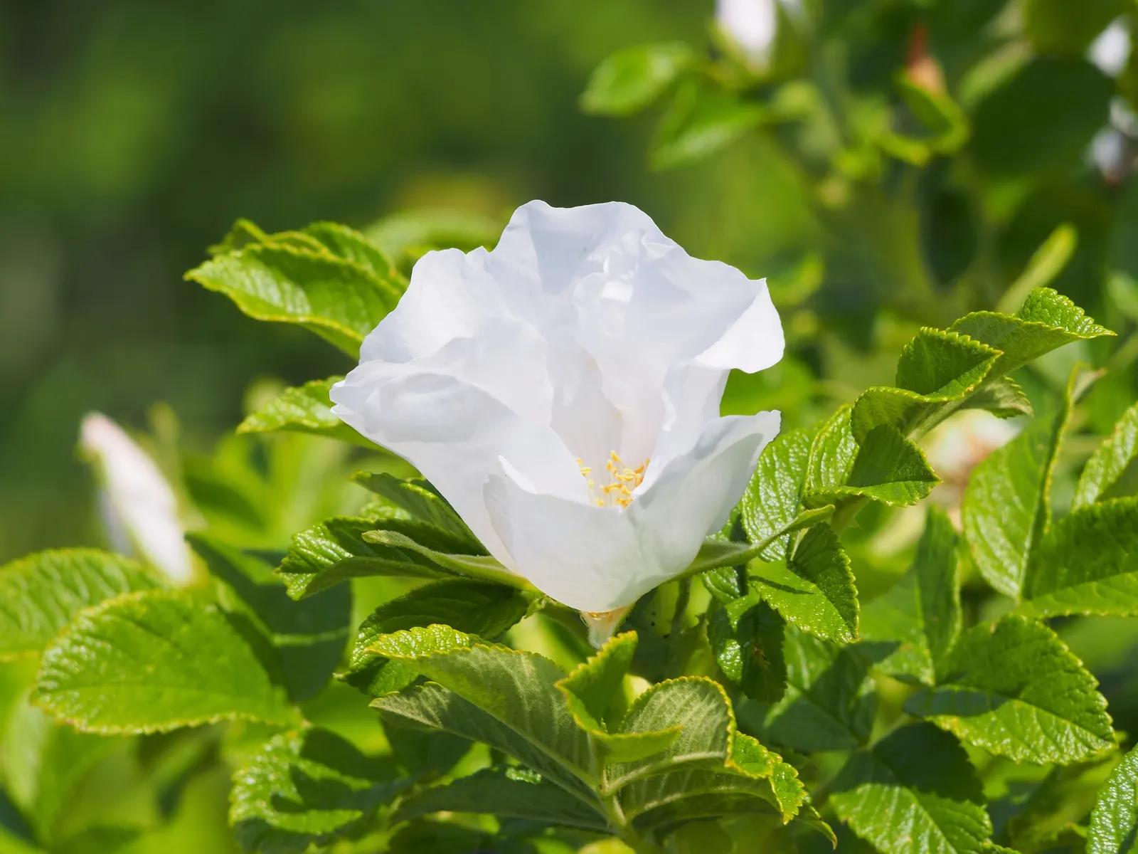 Rugosa Rose (Rosa Rugosa) — It thrives in zones 3-9 and prefers full sun and well-drained soil; tomato-shaped rose hips that offer an attractive, image 107