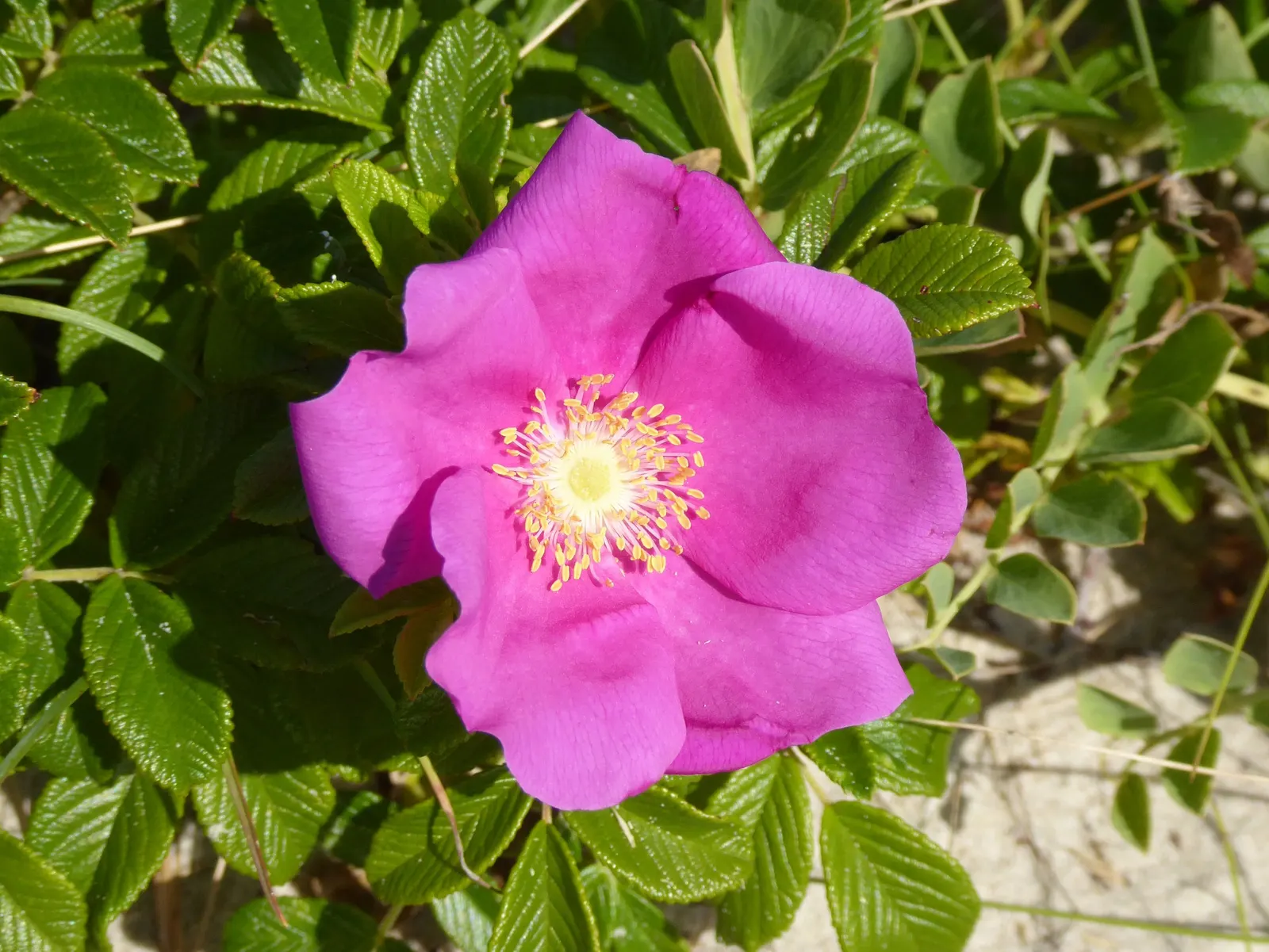 Rugosa Rose (Rosa Rugosa) — The flowers persist through the growing season; red flowers in the garden, image 85