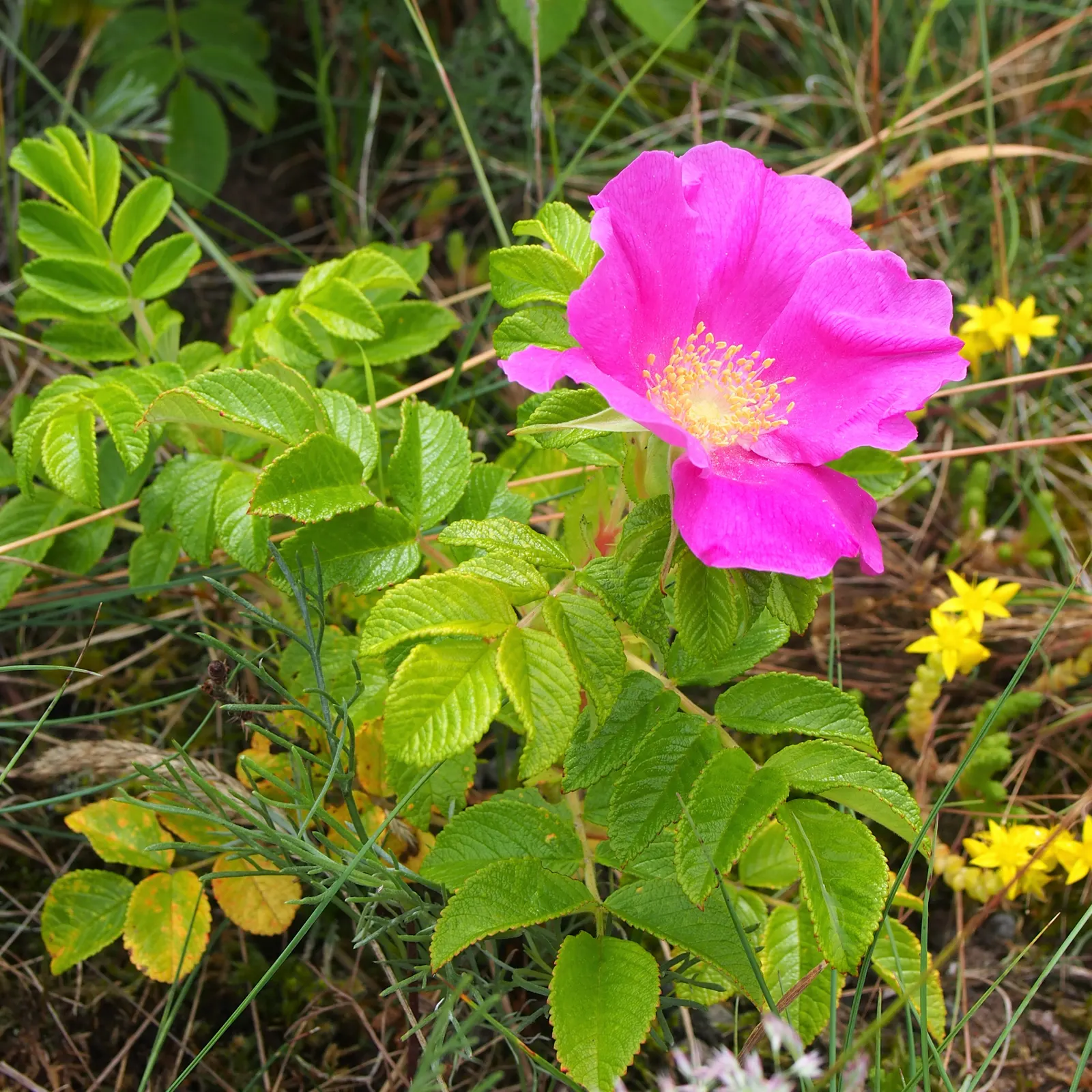 Rugosa Rose (Rosa Rugosa) — The flowers persist through the growing season; red flowers in the garden, image 118