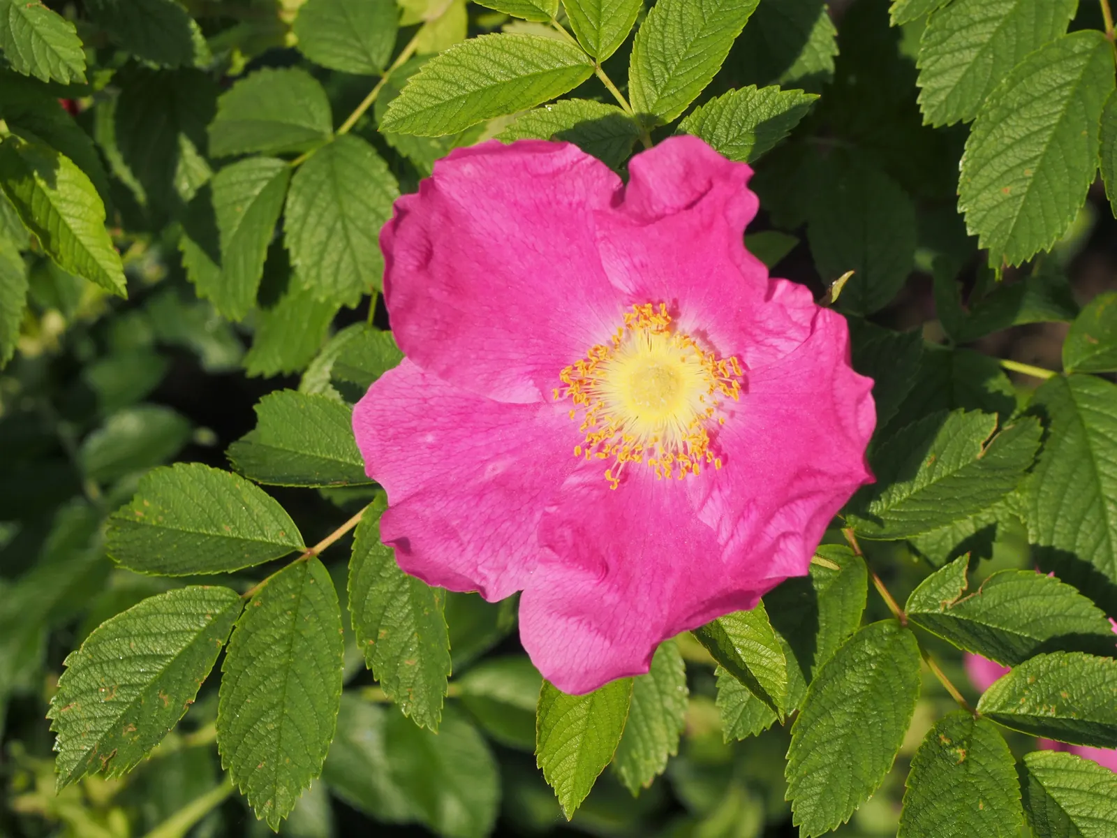 Rugosa Rose (Rosa Rugosa) — The foliage often extends 4 to 6 feet in height and spans a similar width; reaching heights of 4-6 feet, image 81