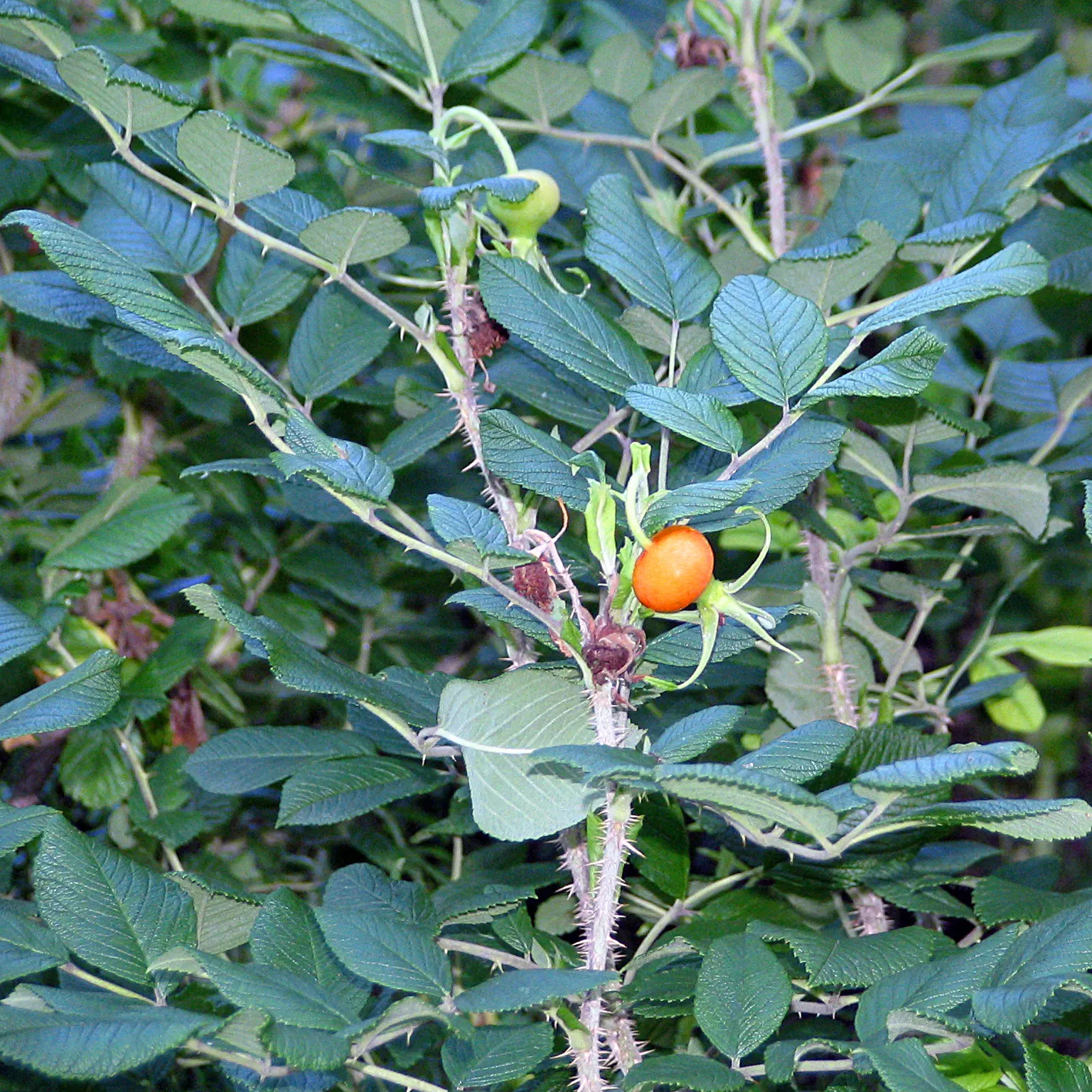 Rugosa Rose (Rosa Rugosa) — and are also notable for their high vitamin C content.<br><br>Hardy in USDA zones 2 through 9; this species is notable, image 120