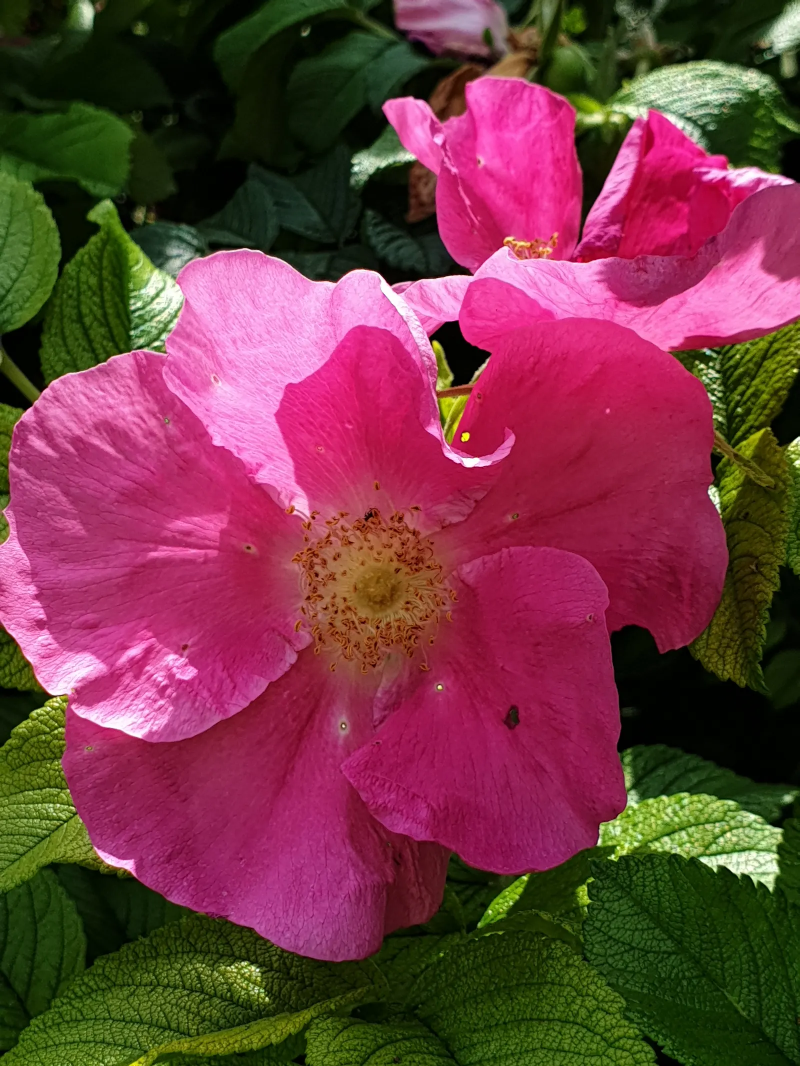 Rugosa Rose (Rosa Rugosa) — or a traditional rose garden; is a robust species with a dense, image 95