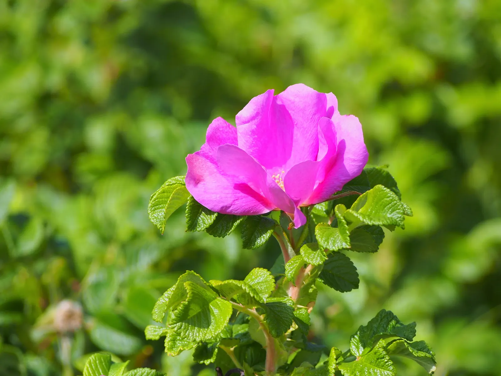 Rugosa Rose (Rosa Rugosa) — commonly known as Rugosa Rose; its notable for its wrinkled, image 100