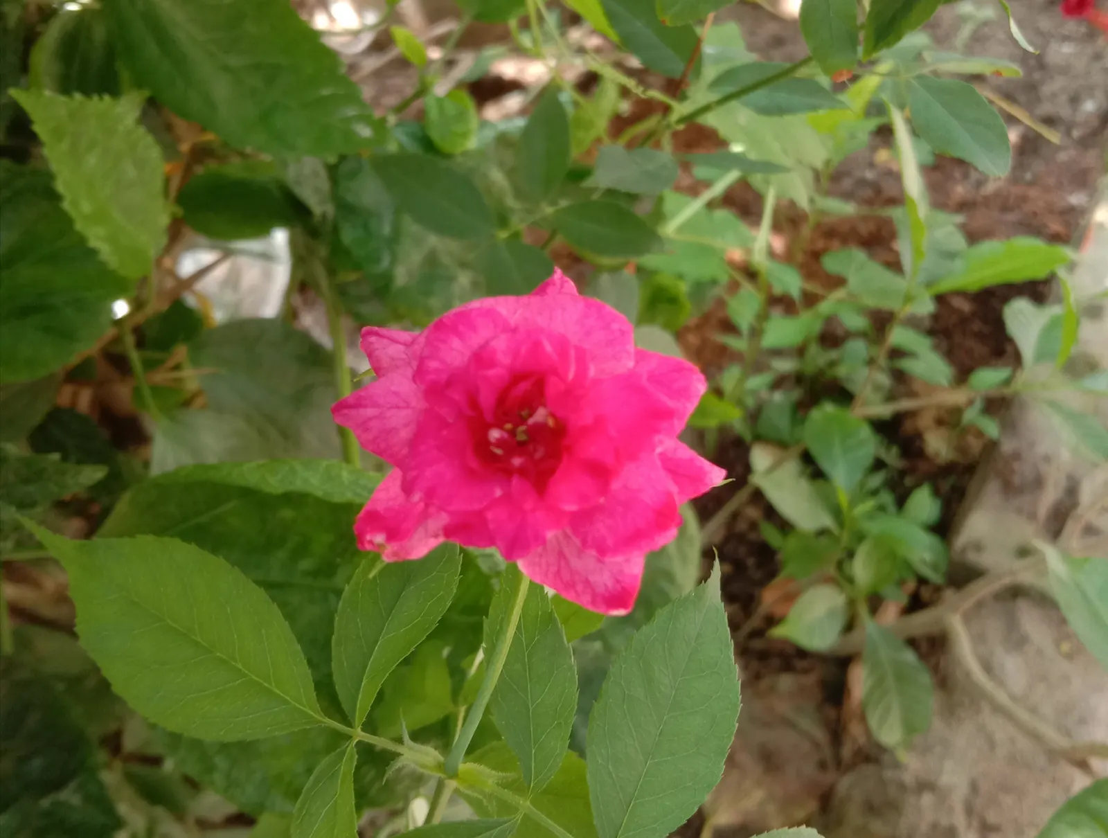 Rugosa Rose (Rosa Rugosa) — Given its dense growth habit, the Rugosa Rose also serves effectively as a hedge or barrier plant; deciduous shrub, image 96