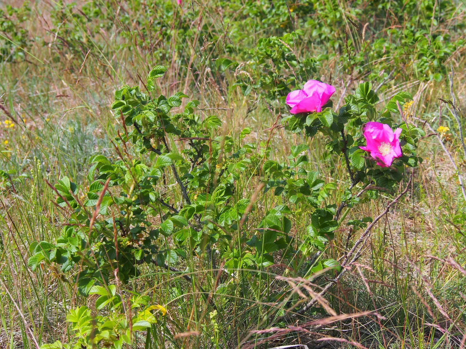 Rugosa Rose (Rosa Rugosa) — it requires minimal maintenance; and are also notable for their high vitamin C content.<br><br>Hardy in USDA zones 2, image 93