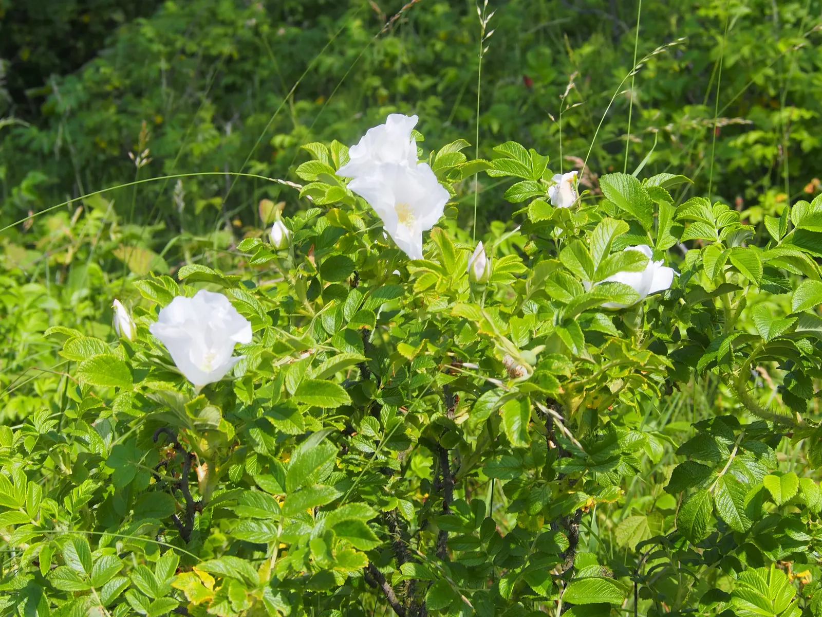 Rugosa Rose (Rosa Rugosa) — The foliage often extends 4 to 6 feet in height and spans a similar width; reaching heights of 4-6 feet, image 114
