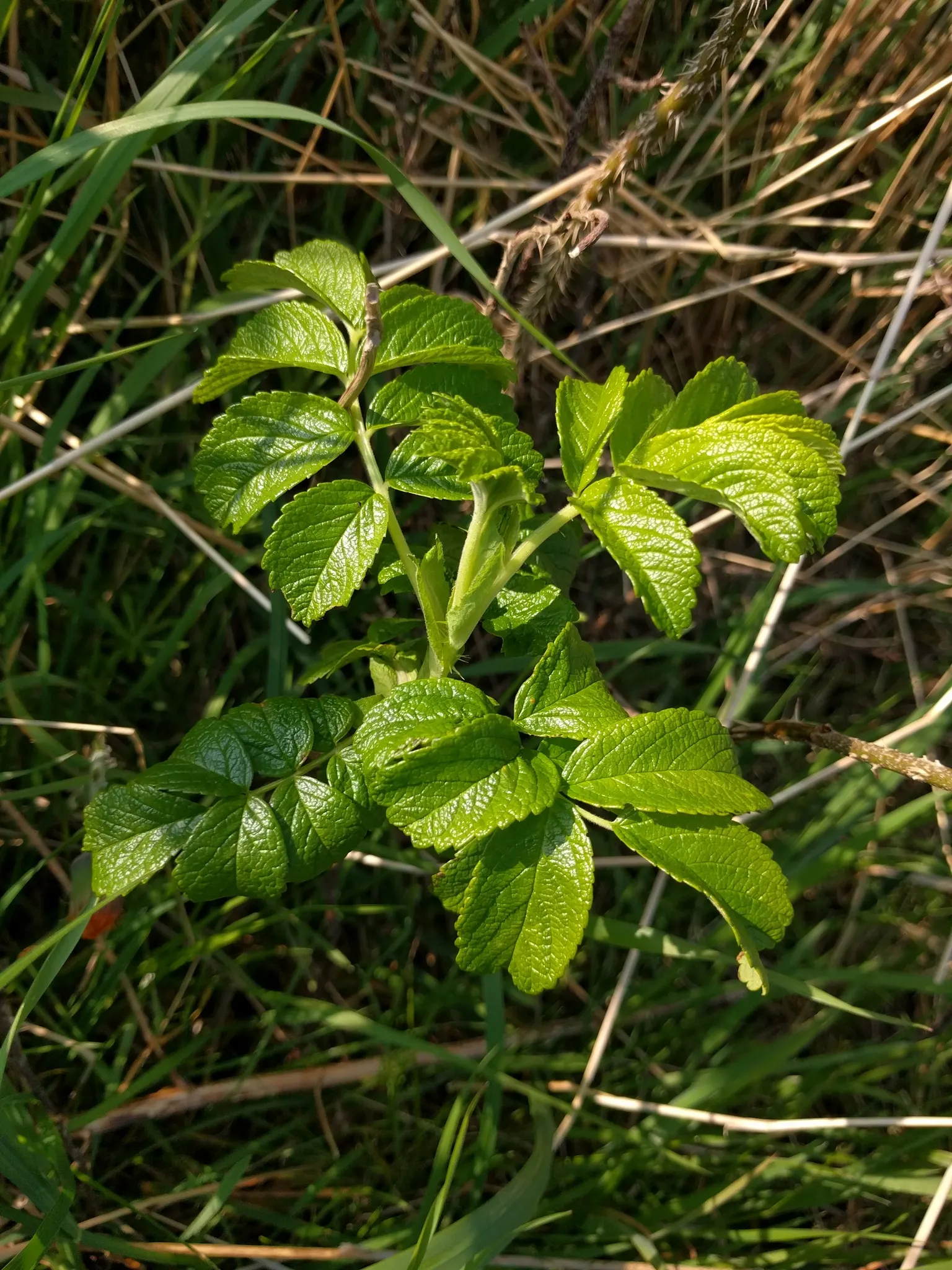 Rugosa Rose (Rosa Rugosa) — shrub / vine for full or half or shade; given its dense growth habit, the Rugosa Rose also serves effectively as a, image 99