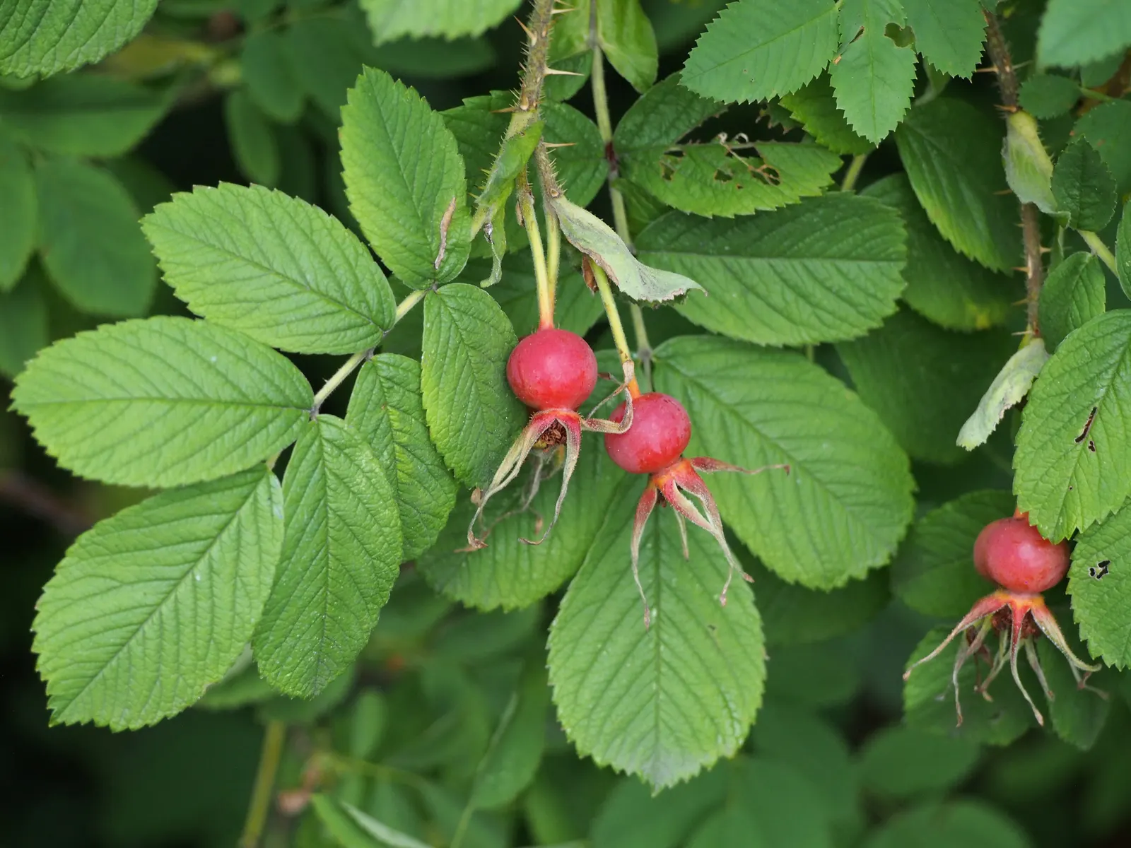 Rugosa Rose (Rosa Rugosa) — as this robust plant can spread through suckers; rugosa Rose produces large, tomato-shaped red hips that attract, image 91