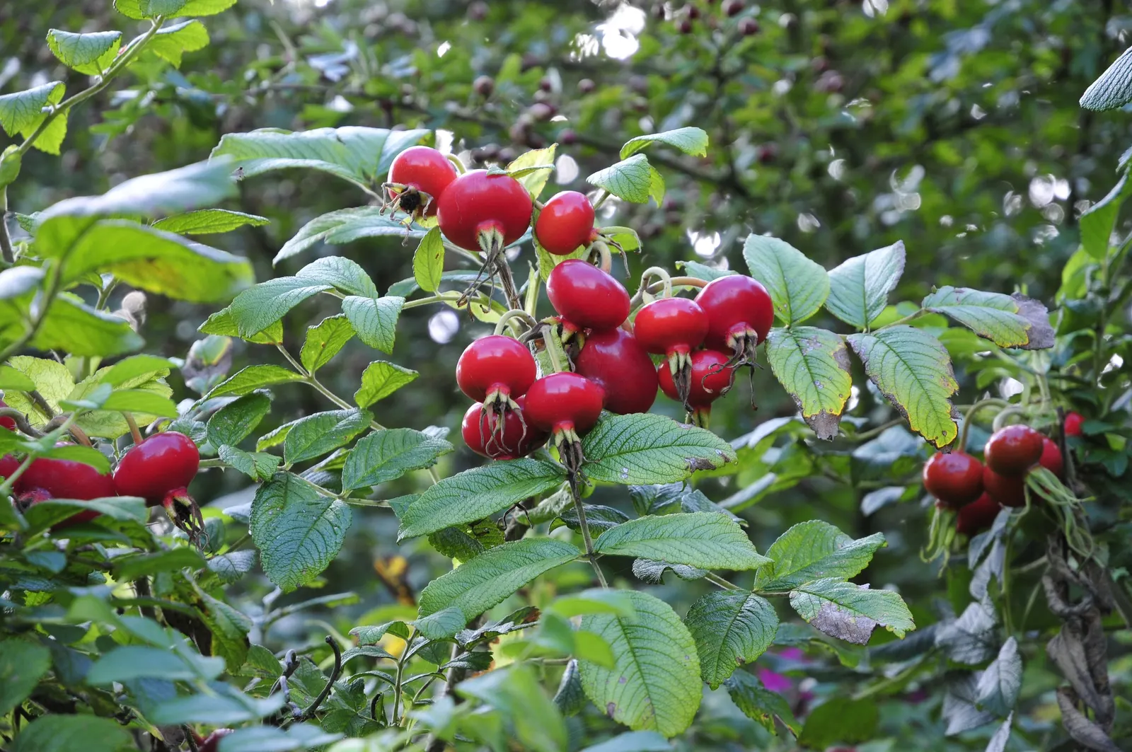 Rugosa Rose (Rosa Rugosa) — reaching heights of 4-6 feet; from pure white to deep pink and magenta, image 102