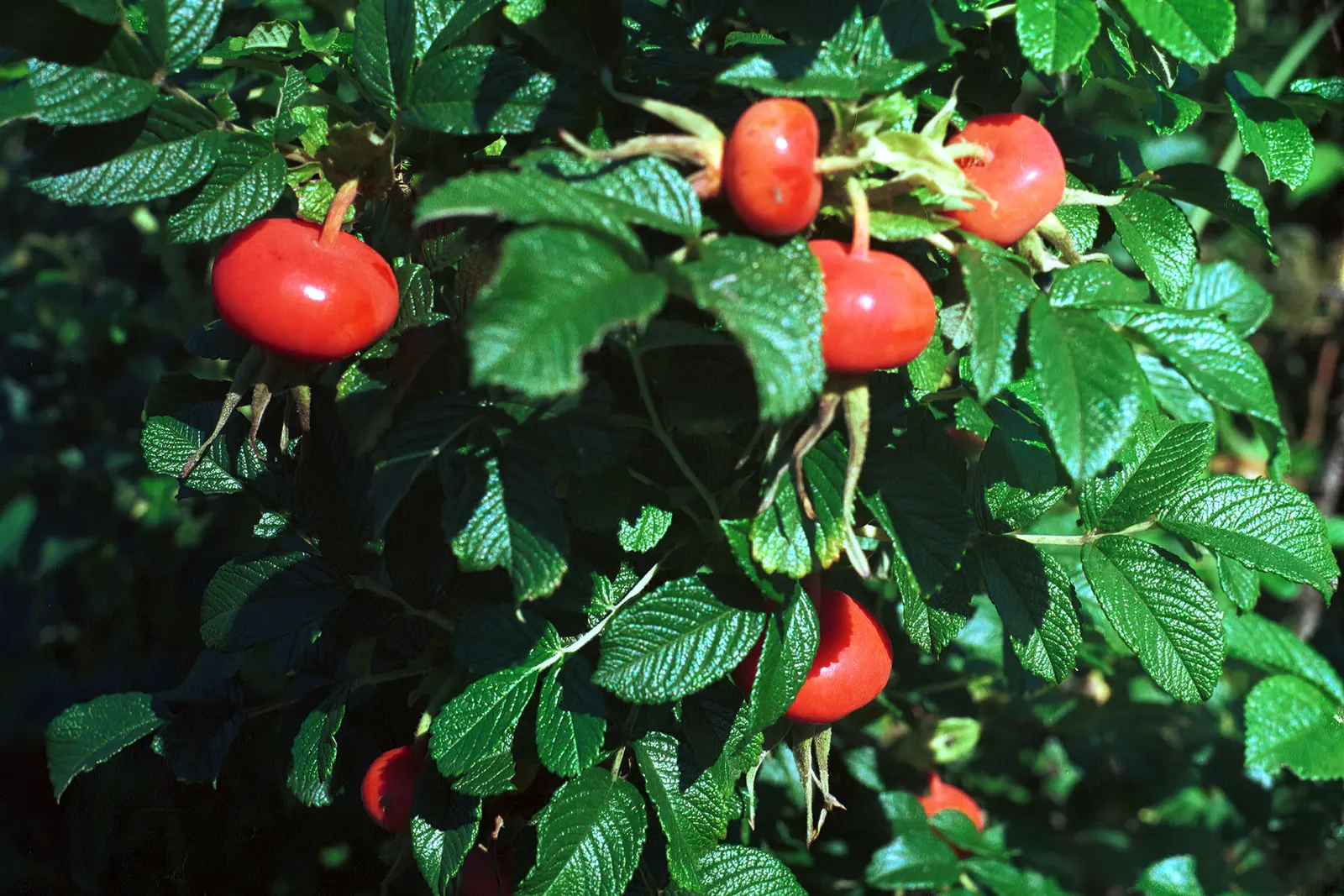 Rugosa Rose (Rosa Rugosa) — Its notable for its wrinkled; as this robust plant can spread through suckers, image 103