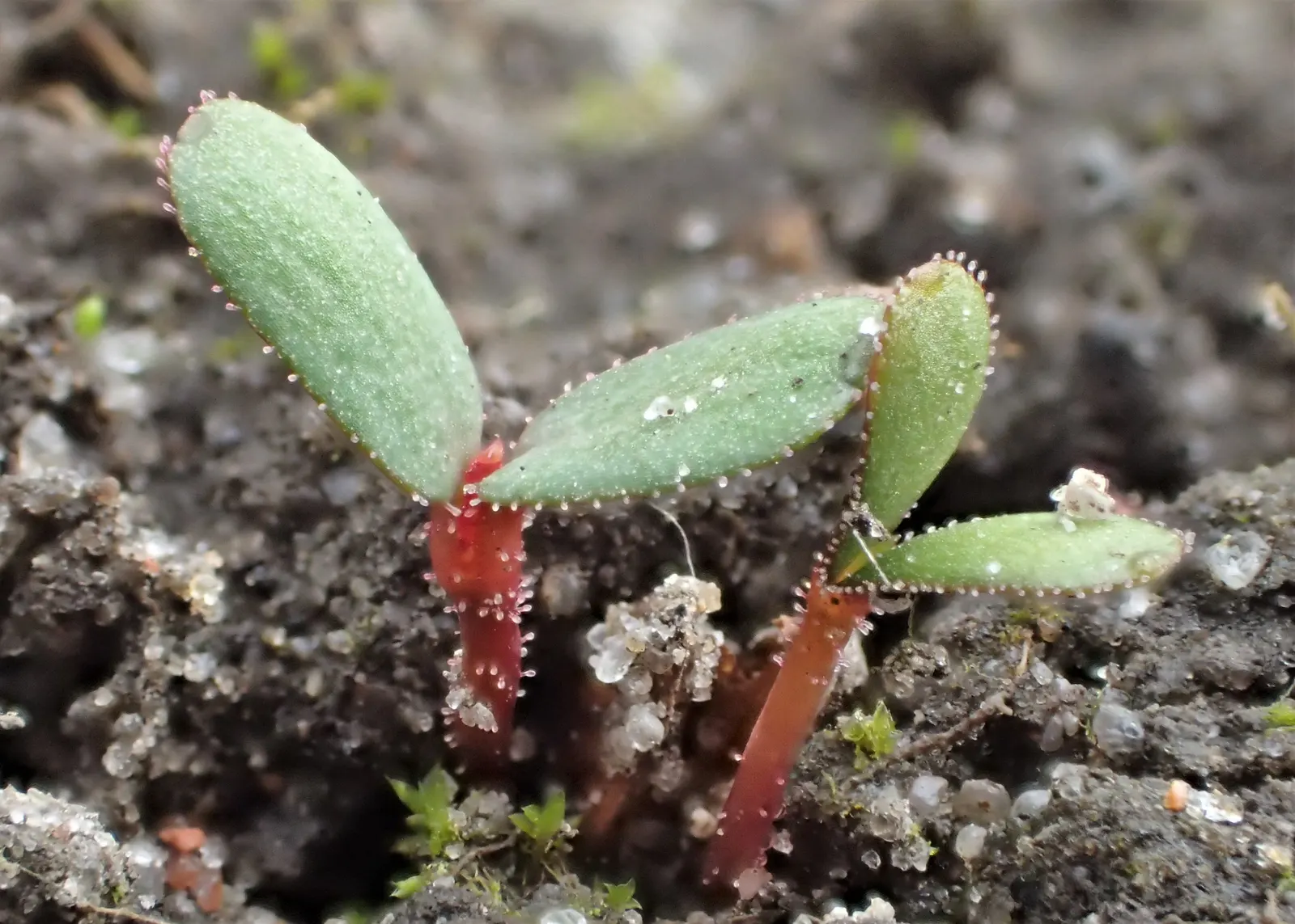 Rugosa Rose (Rosa Rugosa) — making it a versatile choice for diverse landscape designs; commonly known as Rugosa Rose, image 109