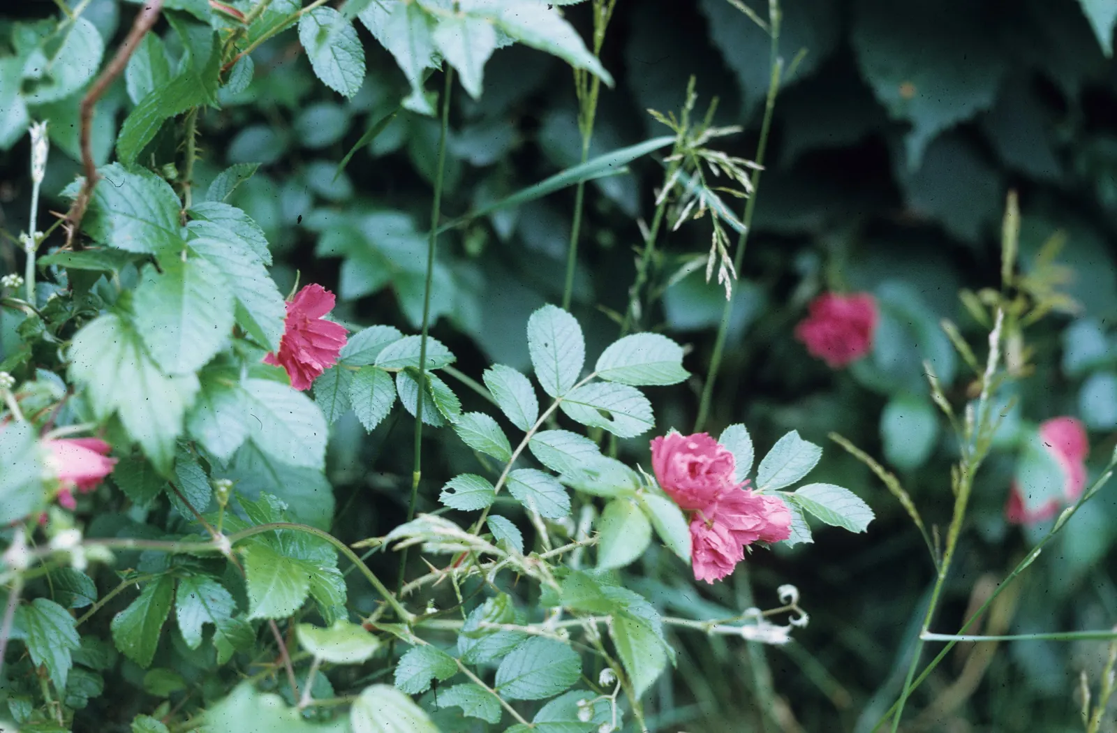 Rugosa Rose (Rosa Rugosa) — It prefers well-drained soil, has good salt tolerance, making it ideal for coastal locales; drought-tolerant once, image 89