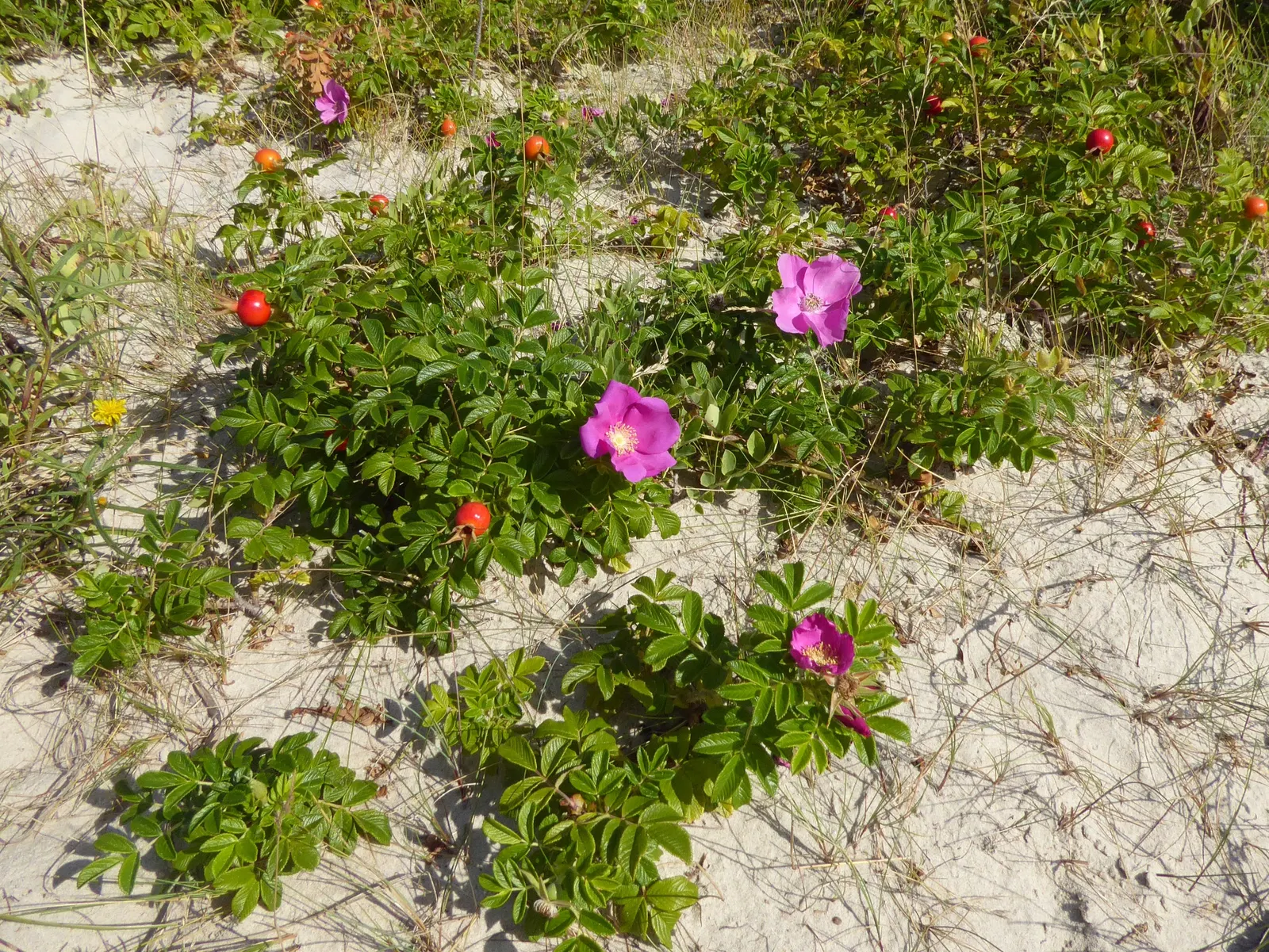 Rugosa Rose (Rosa Rugosa) — reaching heights of 4-6 feet; from pure white to deep pink and magenta, image 135