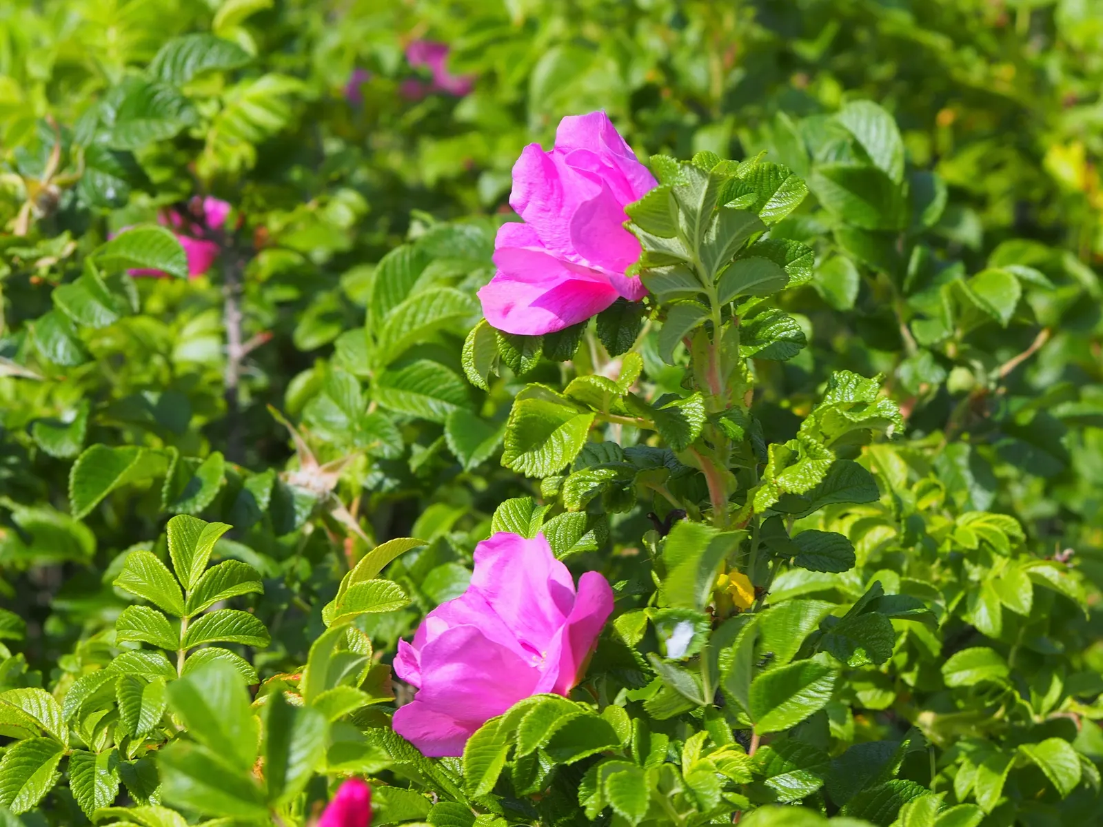 Rugosa Rose (Rosa Rugosa) — from pure white to deep pink and magenta; care should be taken to provide it with adequate space to prevent overcrowding, image 117