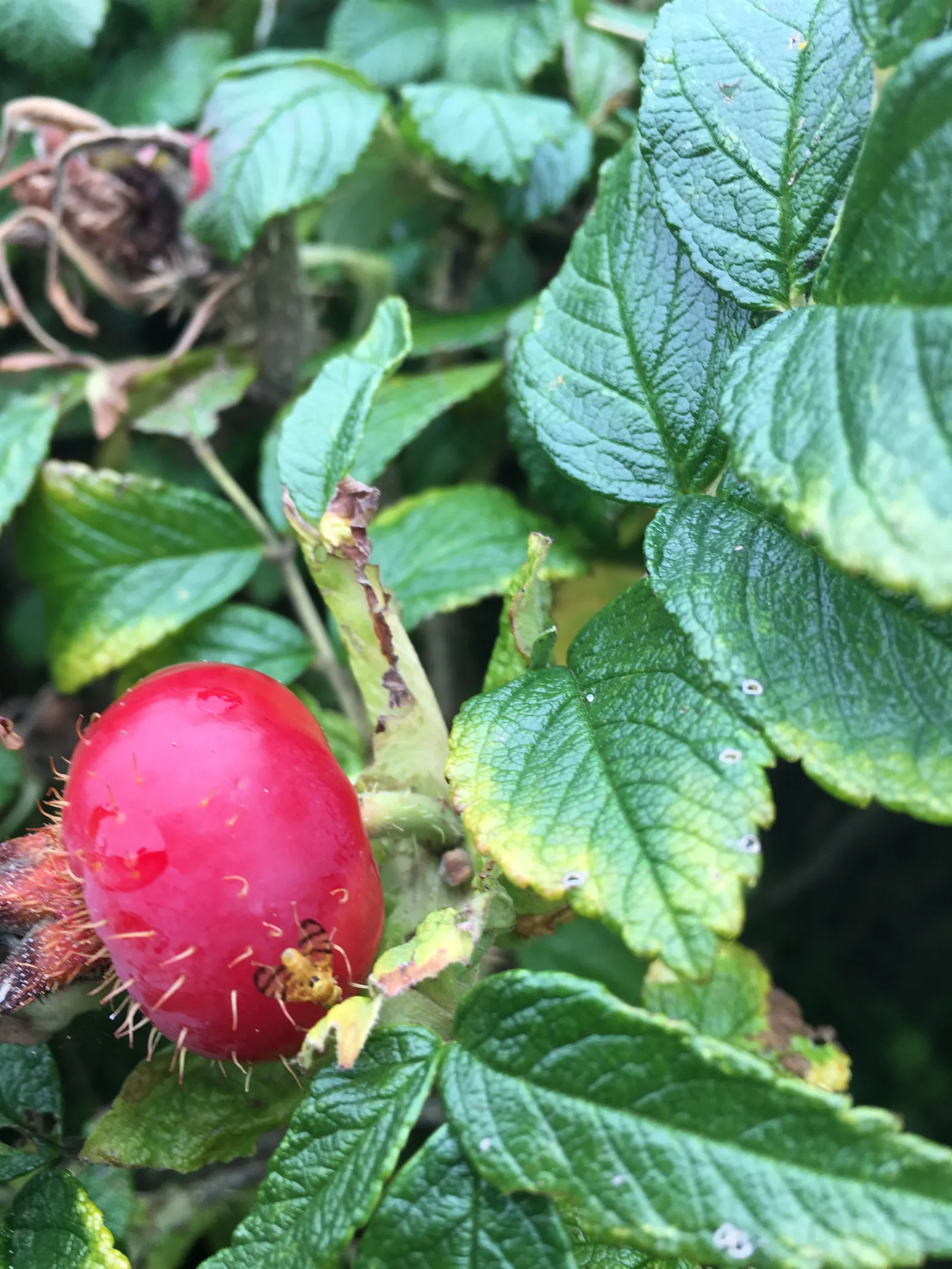 Rugosa Rose (Rosa Rugosa) — making it a suitable addition for a low-maintenance