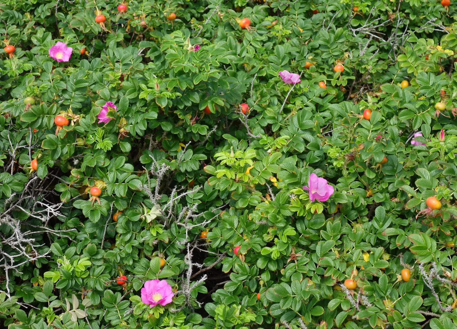 Rugosa Rose (Rosa Rugosa) — and are also notable for their high vitamin C content.<br><br>Hardy in USDA zones 2 through 9; this species is notable, image 87