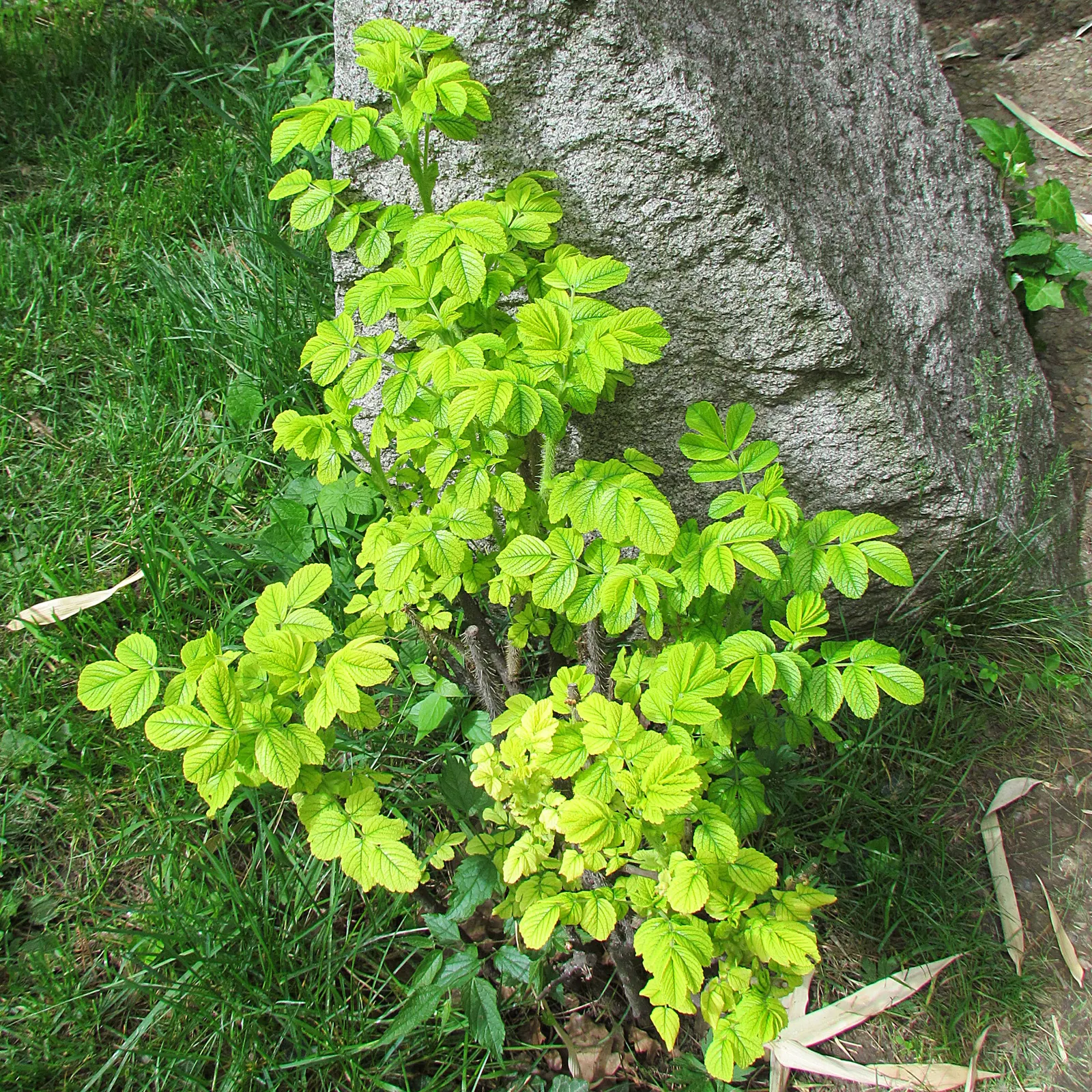 Rugosa Rose (Rosa Rugosa) — shrub / vine for full or half or shade; given its dense growth habit, the Rugosa Rose also serves effectively as a, image 132