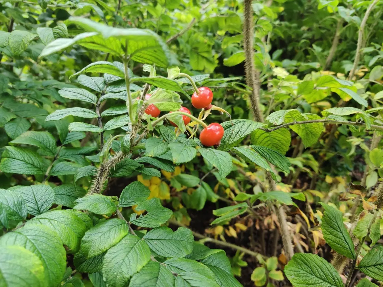 Rugosa Rose (Rosa Rugosa) — Given its dense growth habit, the Rugosa Rose also serves effectively as a hedge or barrier plant