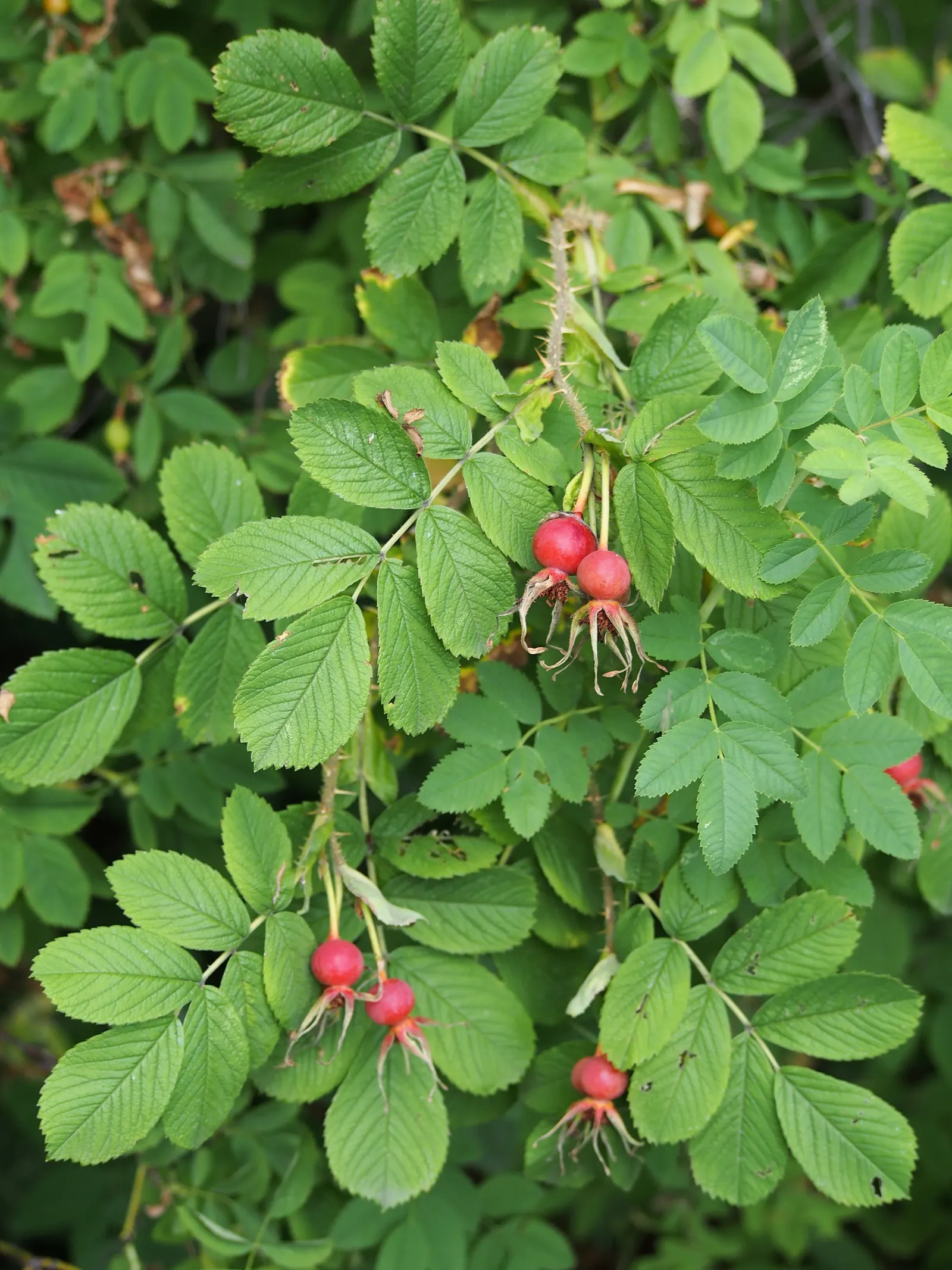 Rugosa Rose (Rosa Rugosa) — this species is notable for its textured