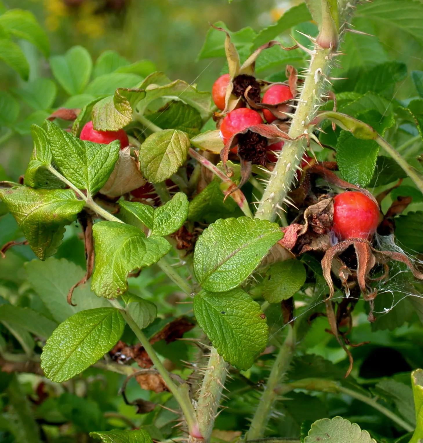 Rugosa Rose (Rosa Rugosa) — it requires minimal maintenance