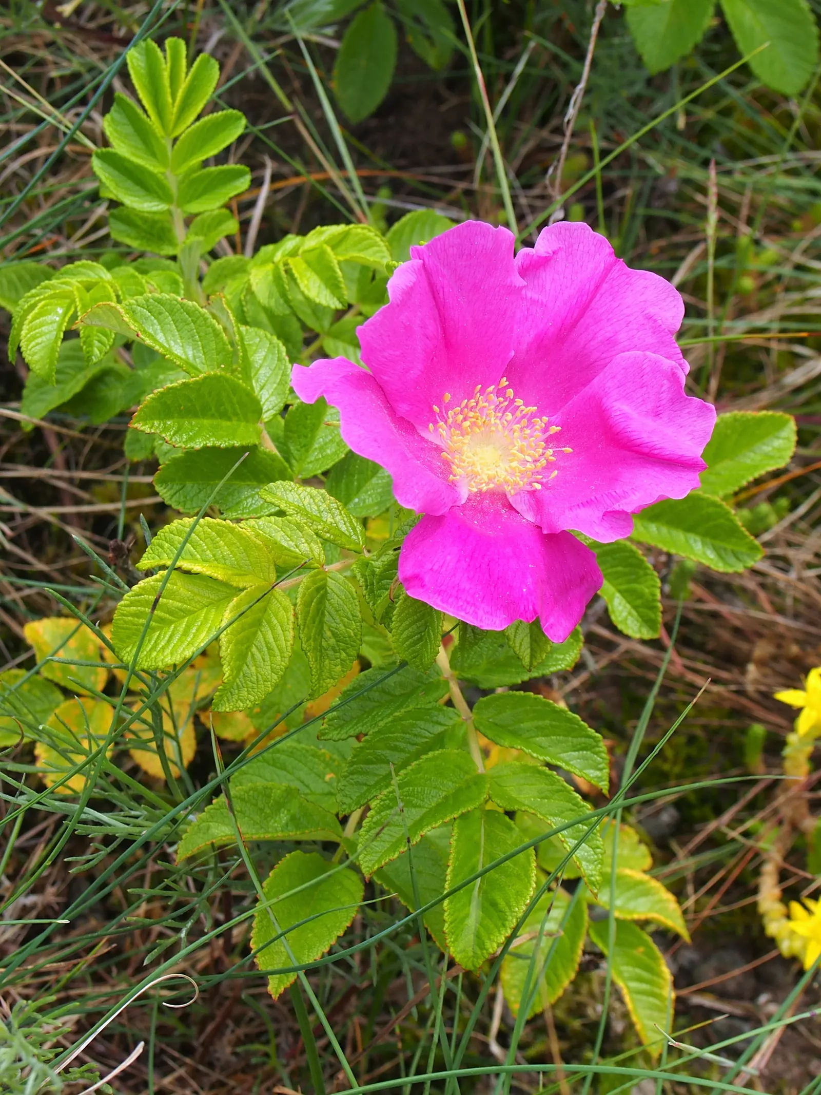 Rugosa Rose (Rosa Rugosa) — making it a suitable addition for a low-maintenance, image 94