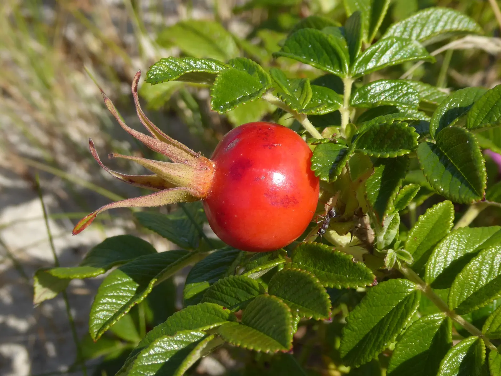 Rugosa Rose (Rosa Rugosa) — tomato-shaped rose hips that offer an attractive deep red or orange in the fall; dark green leaves and fragrant, image 119