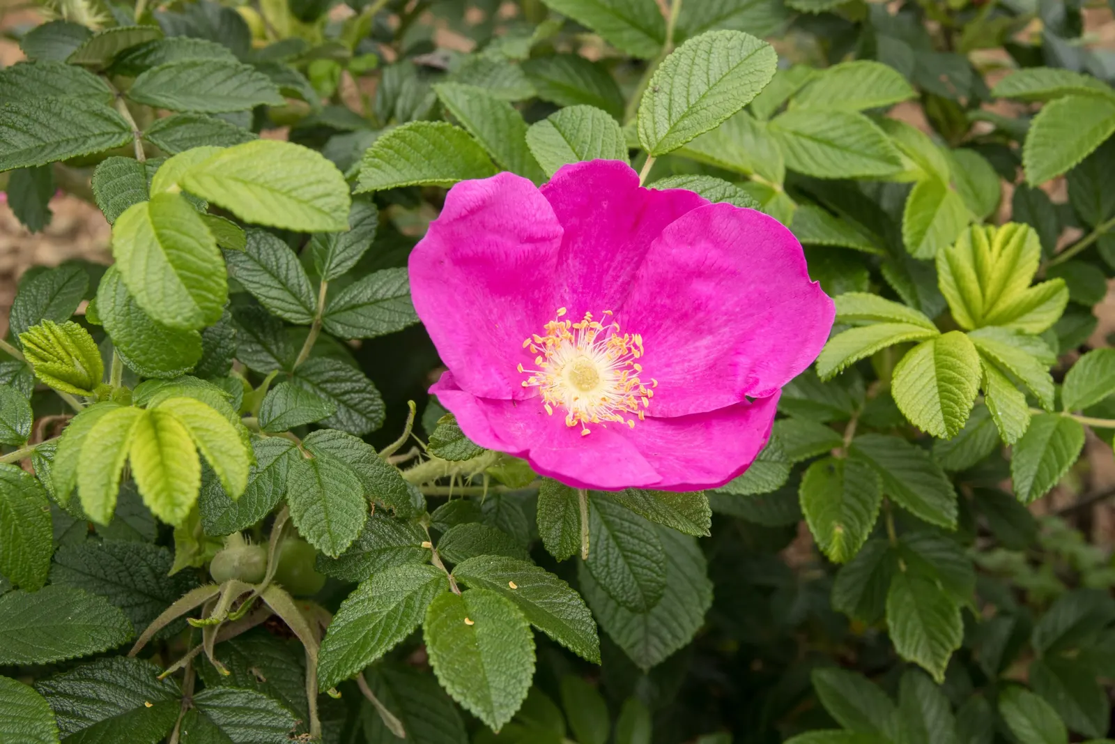 Rugosa Rose (Rosa Rugosa) — dark green leaves and fragrant