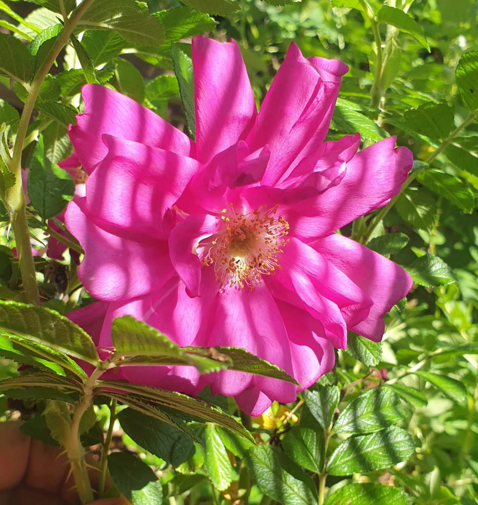 Rugosa Rose (Rosa Rugosa) — Originating from Eastern Asia; it thrives in zones 3-9 and prefers full sun and well-drained soil