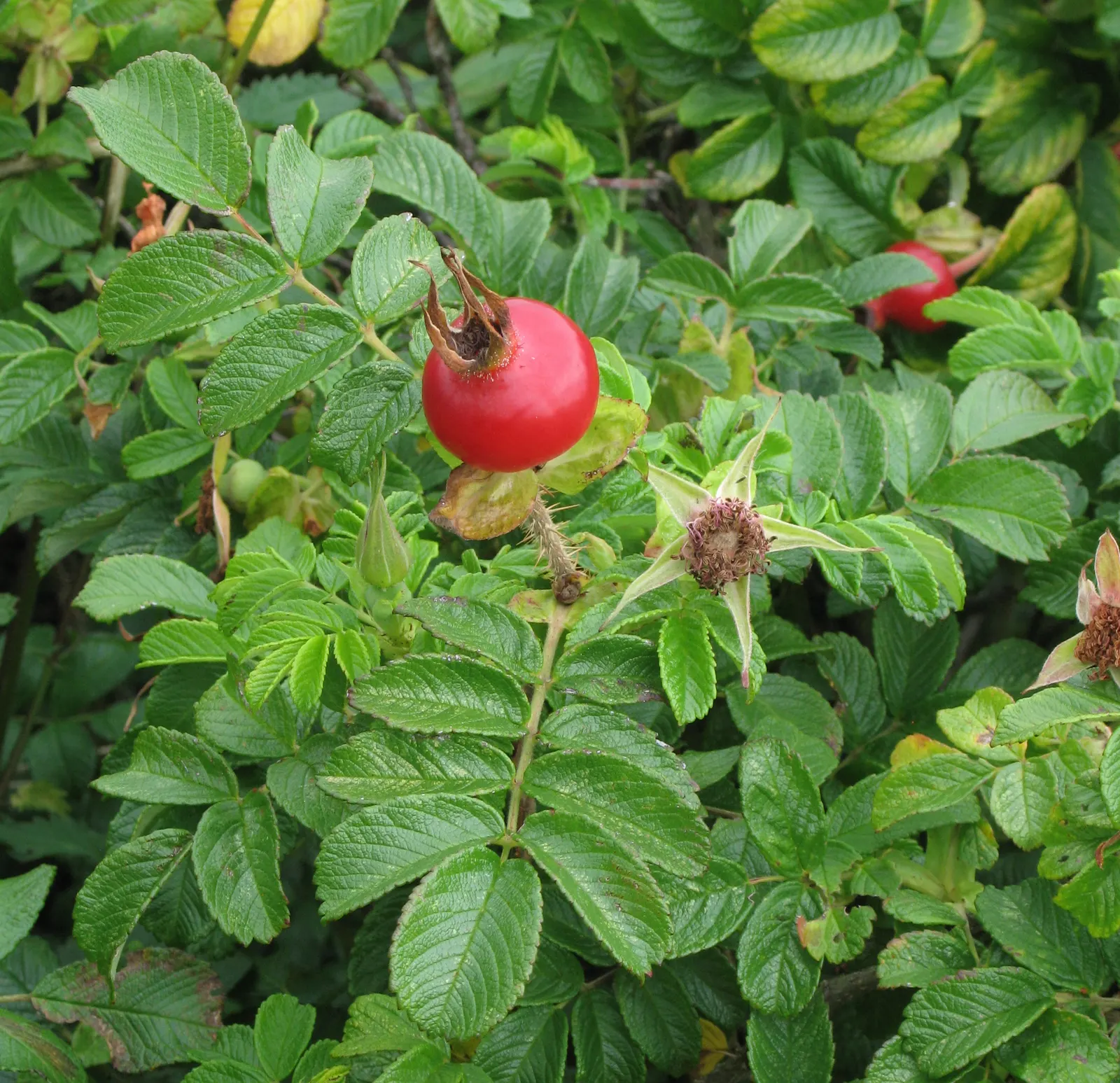 Rugosa Rose (Rosa Rugosa) — The foliage often extends 4 to 6 feet in height and spans a similar width; reaching heights of 4-6 feet