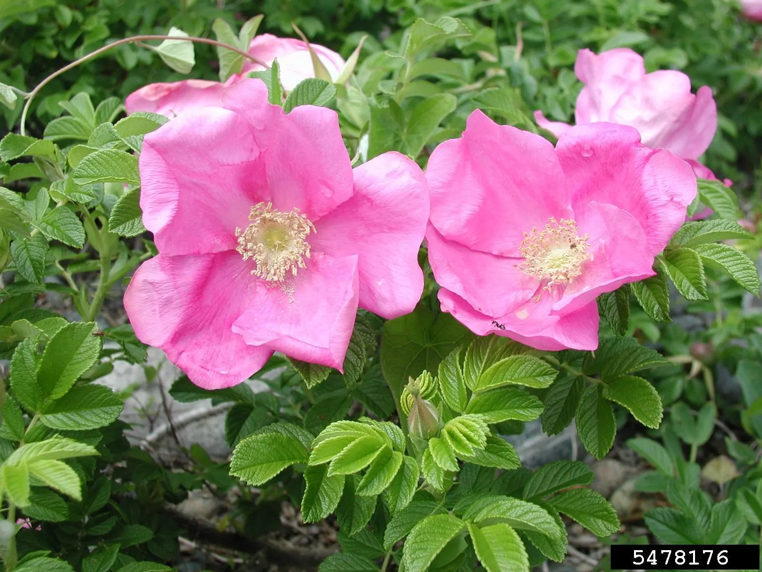 Rugosa Rose (Rosa Rugosa) — from pure white to deep pink and magenta; care should be taken to provide it with adequate space to prevent overcrowding, image 84