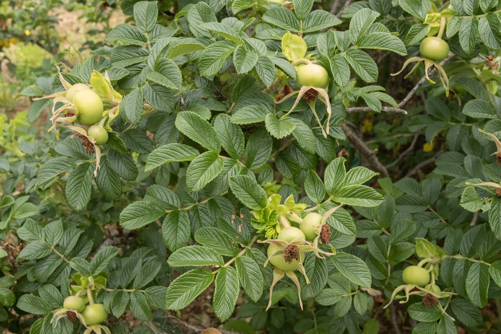 Rugosa Rose (Rosa Rugosa) — tomato-shaped rose hips that offer an attractive deep red or orange in the fall