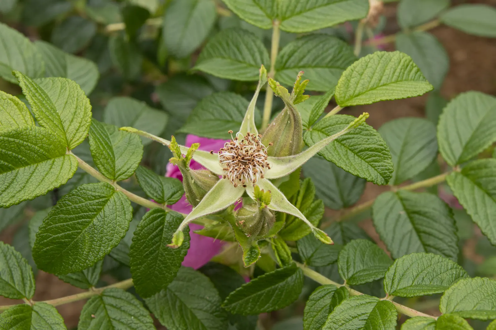 Rugosa Rose (Rosa Rugosa) — These blooms present a palette of colors