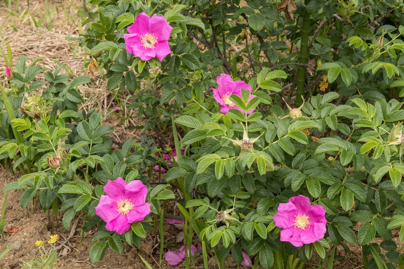 Rugosa Rose (Rosa Rugosa) — making it a versatile choice for diverse landscape designs; commonly known as Rugosa Rose