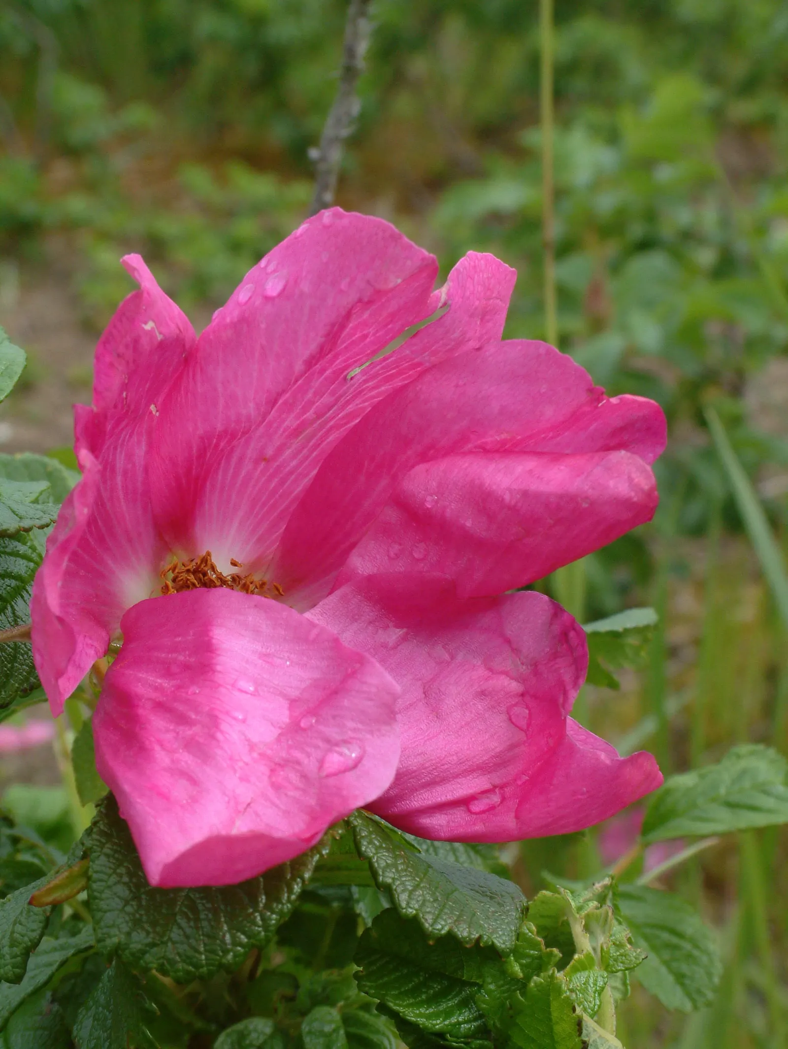 Rugosa Rose (Rosa Rugosa) — Care should be taken to provide it with adequate space to prevent overcrowding
