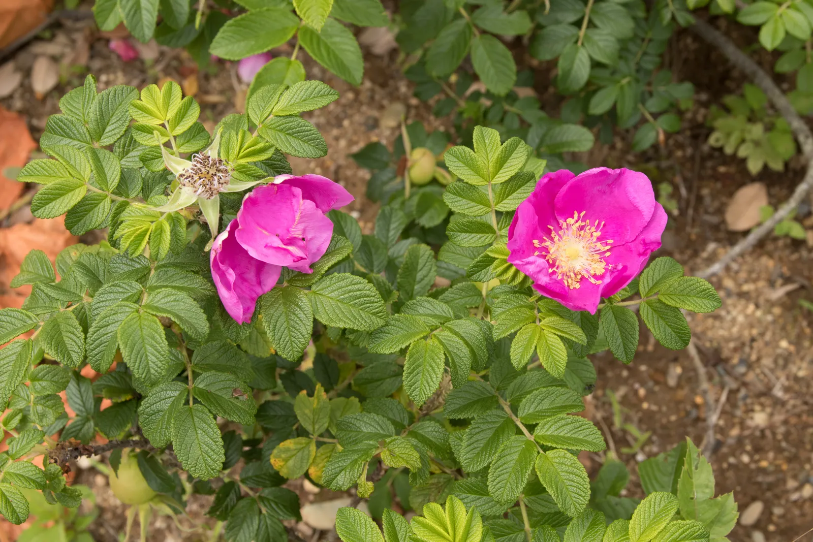 Rugosa Rose (Rosa Rugosa) — Its notable for its wrinkled; as this robust plant can spread through suckers