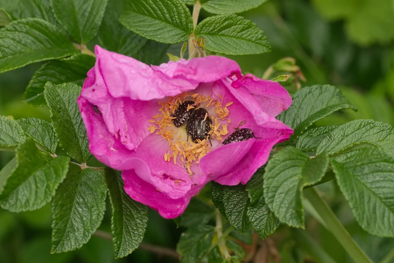 Rugosa Rose (Rosa Rugosa) — reaching heights of 4-6 feet; from pure white to deep pink and magenta