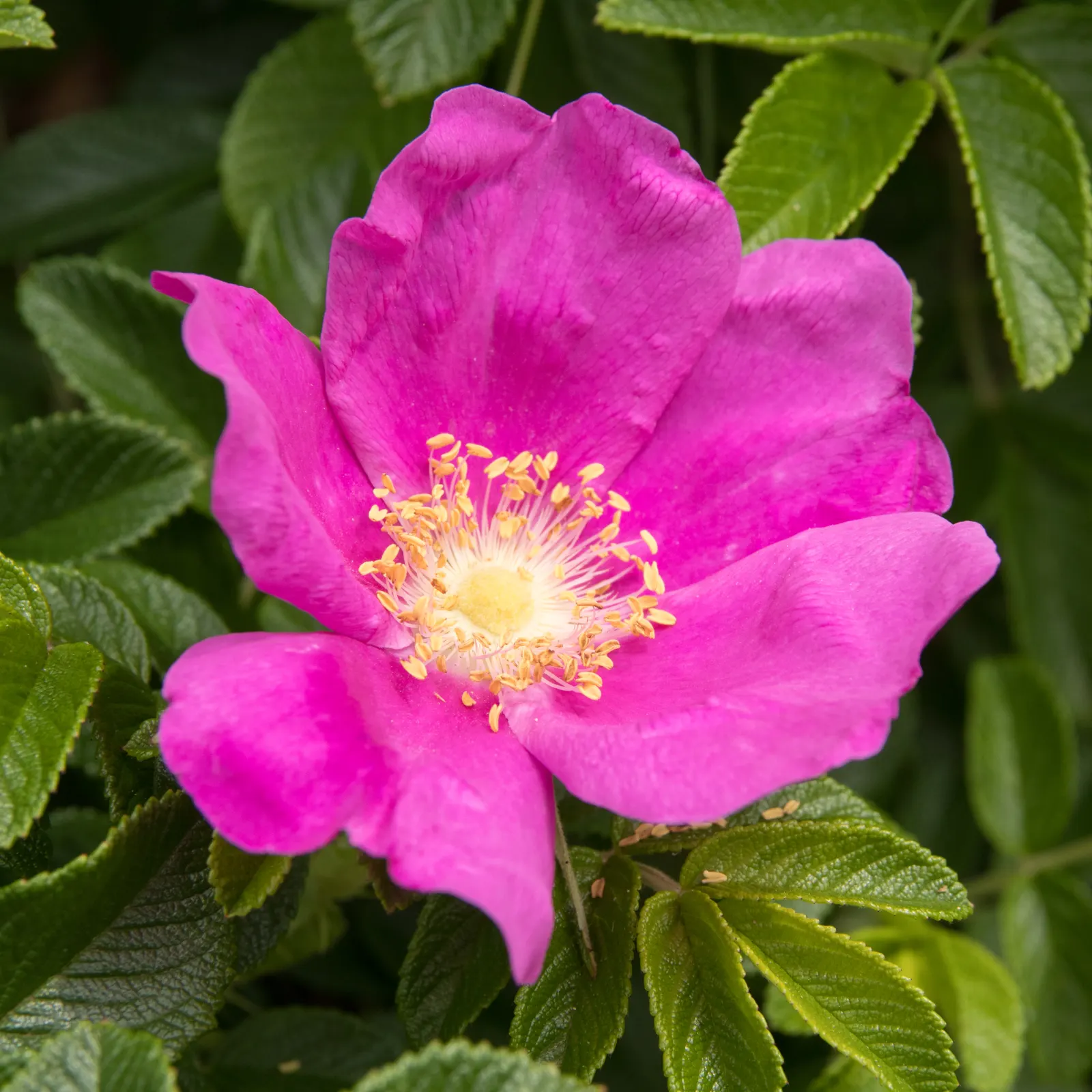 Rugosa Rose (Rosa Rugosa) — which commonly measure 3 to 4 inches across