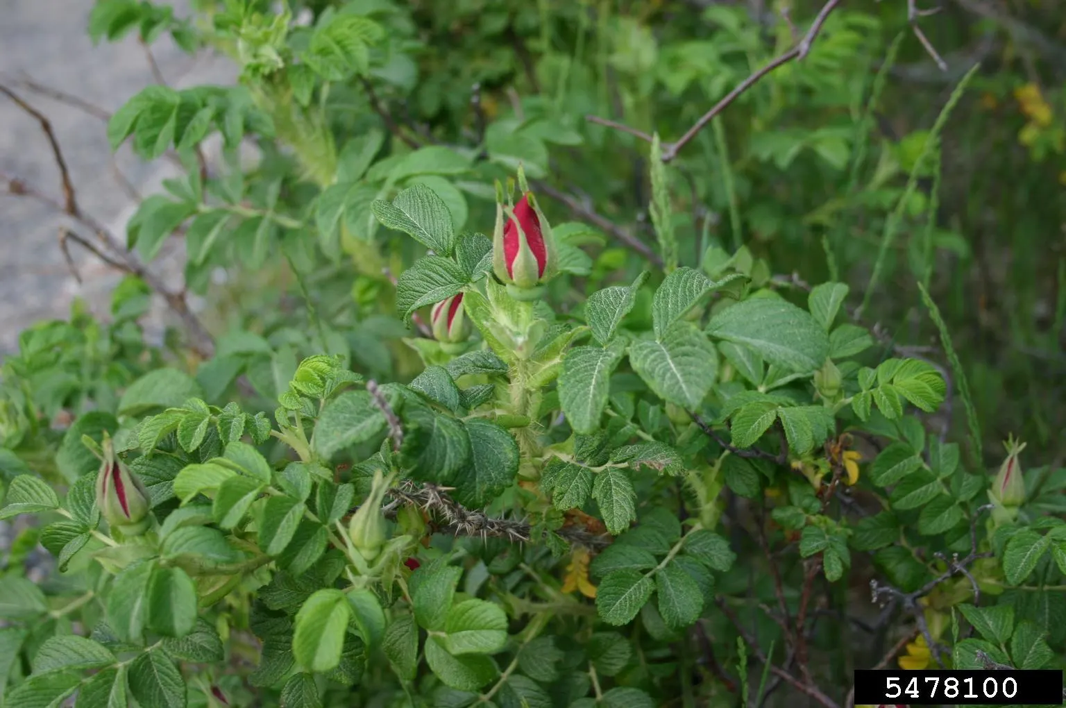 Rugosa Rose (Rosa Rugosa) — as this robust plant can spread through suckers