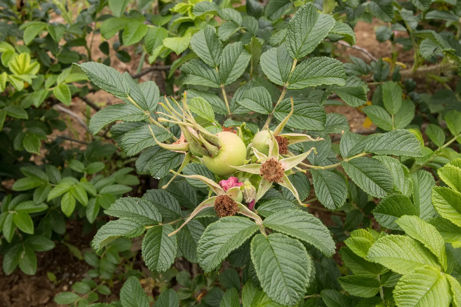 Rugosa Rose (Rosa Rugosa) — It thrives in zones 3-9 and prefers full sun and well-drained soil